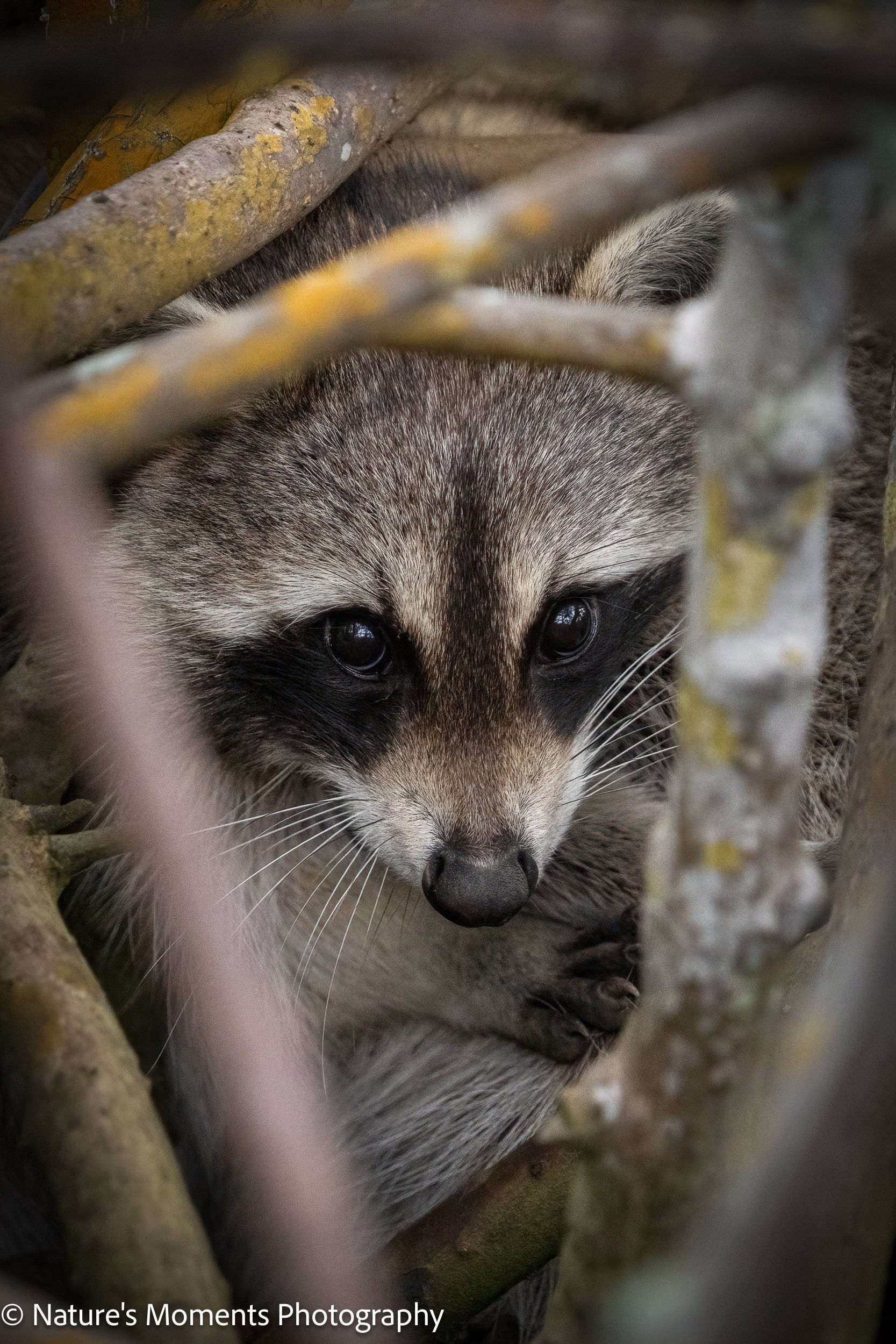 2024-01-19 Wildlife Racoon in Mangrove-1.jpg