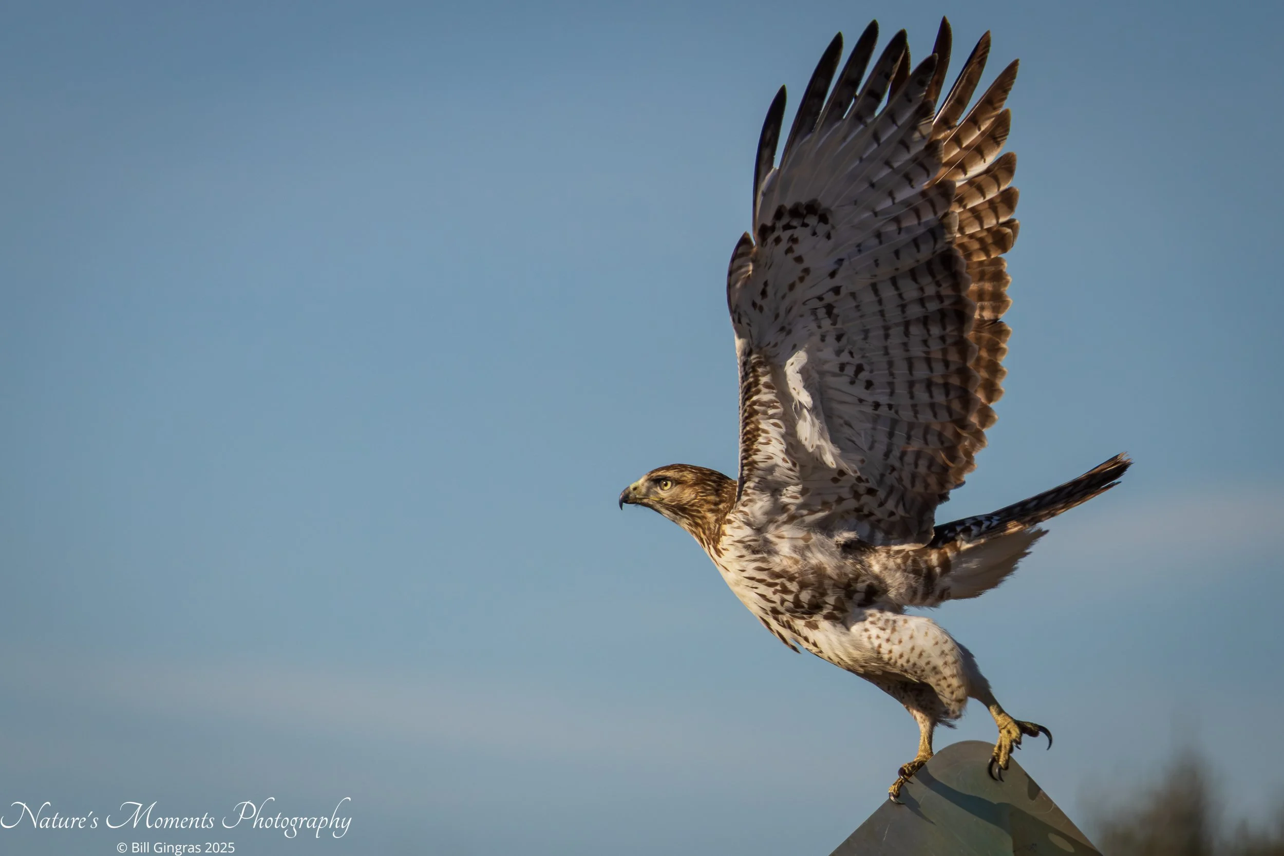 2025-12-18 Birds Birds of Prey Hawk Oxford MA-1.jpg