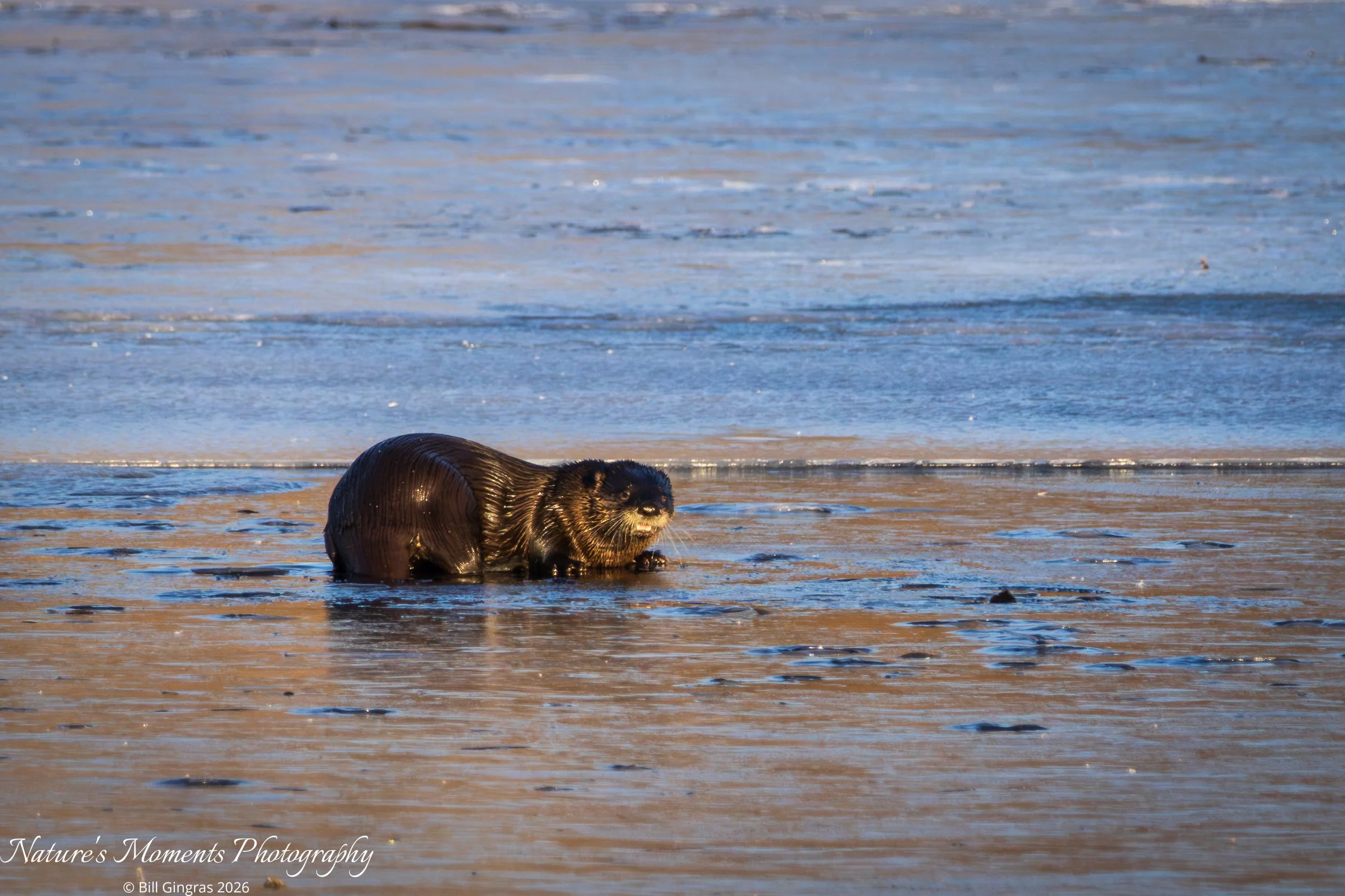 2025-12-17 Wildlife River Otter Greenbrier MA-1.jpg