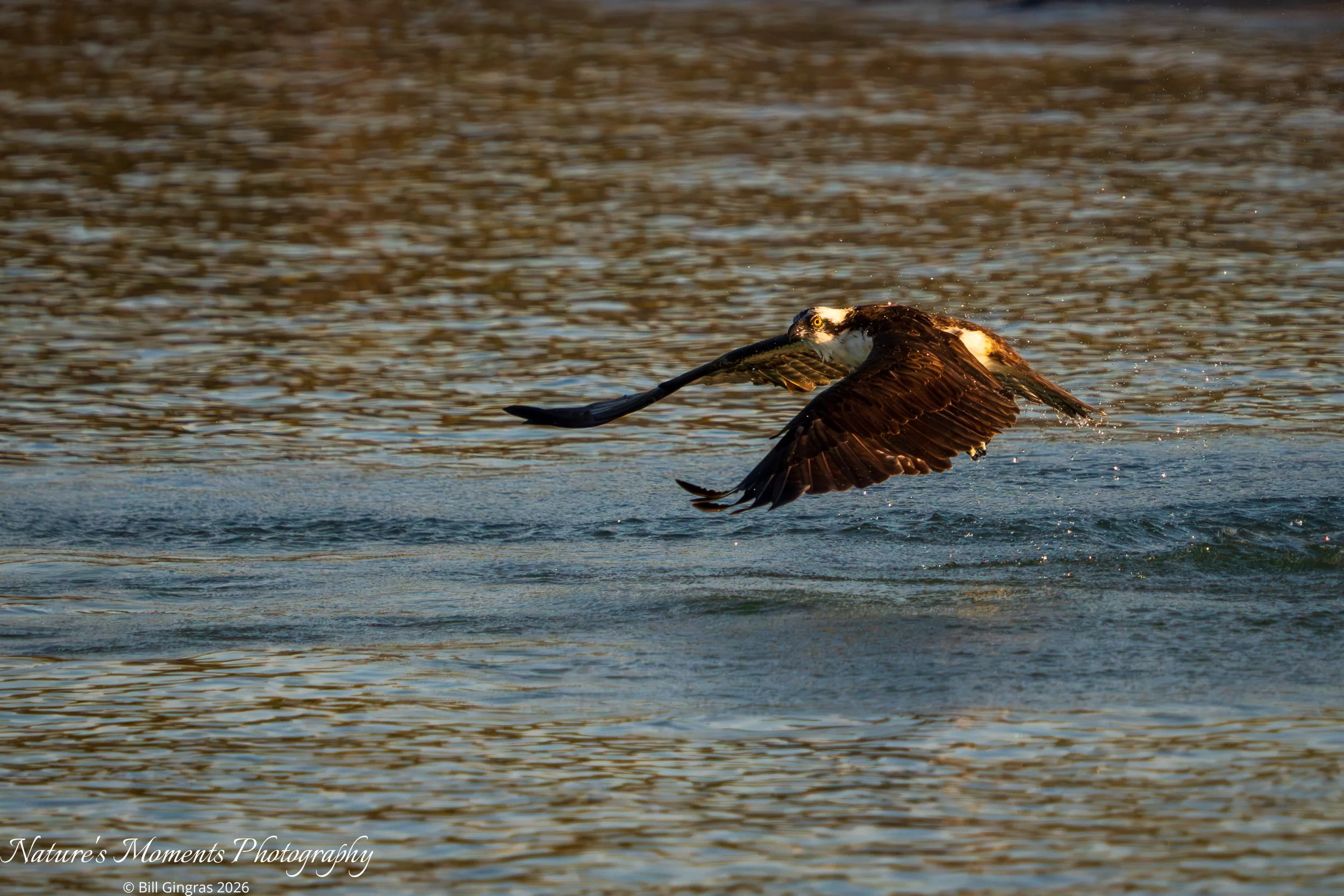 2026-02-04 Birds Birds of Prey Osprey NSB FL-1.jpg
