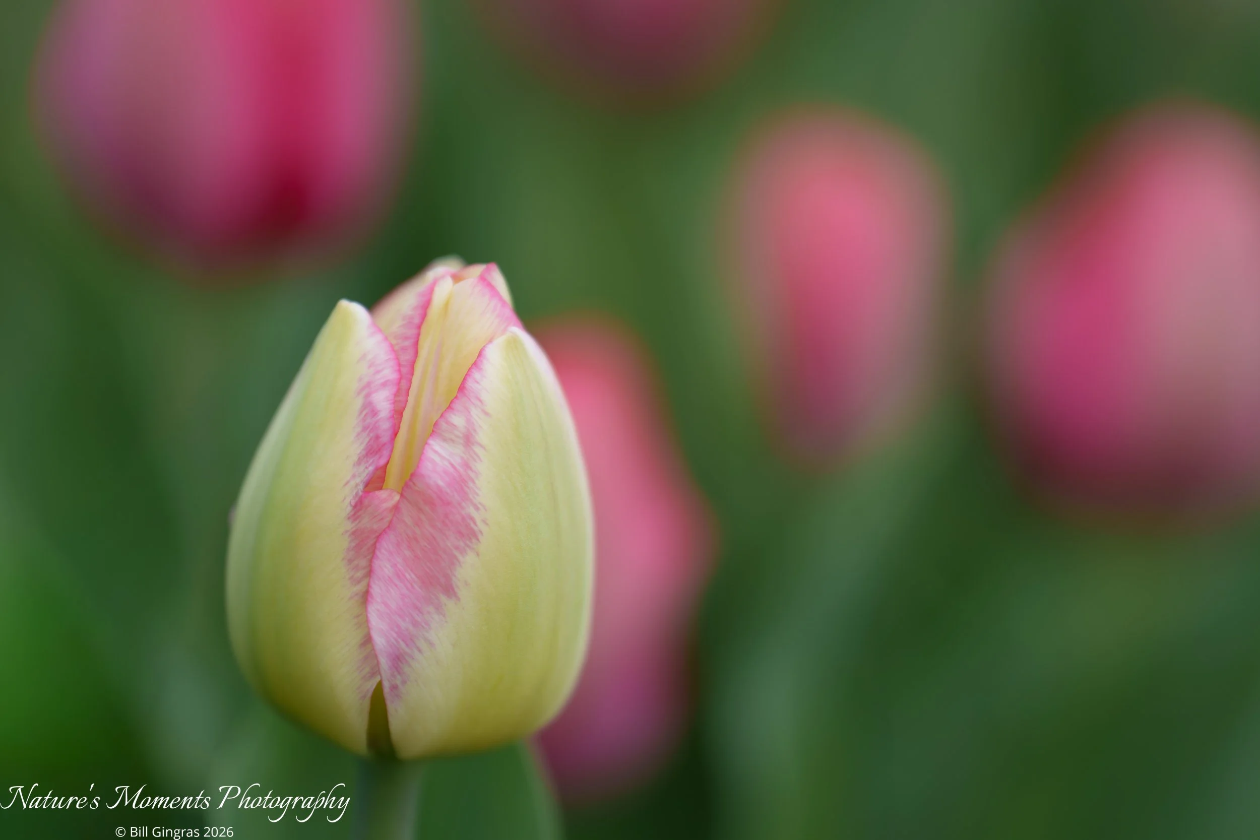 2026-04-21 Landscapes Flowers Wicked Tulip CT-13.jpg