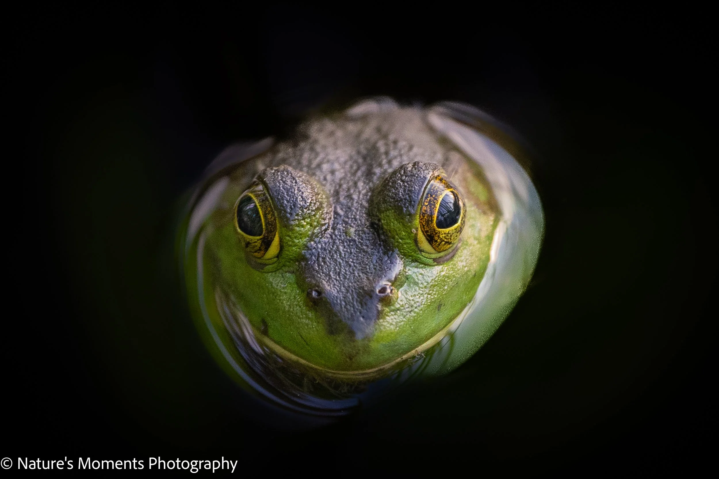 2023-06-20 Wildlife Frog-1.jpg