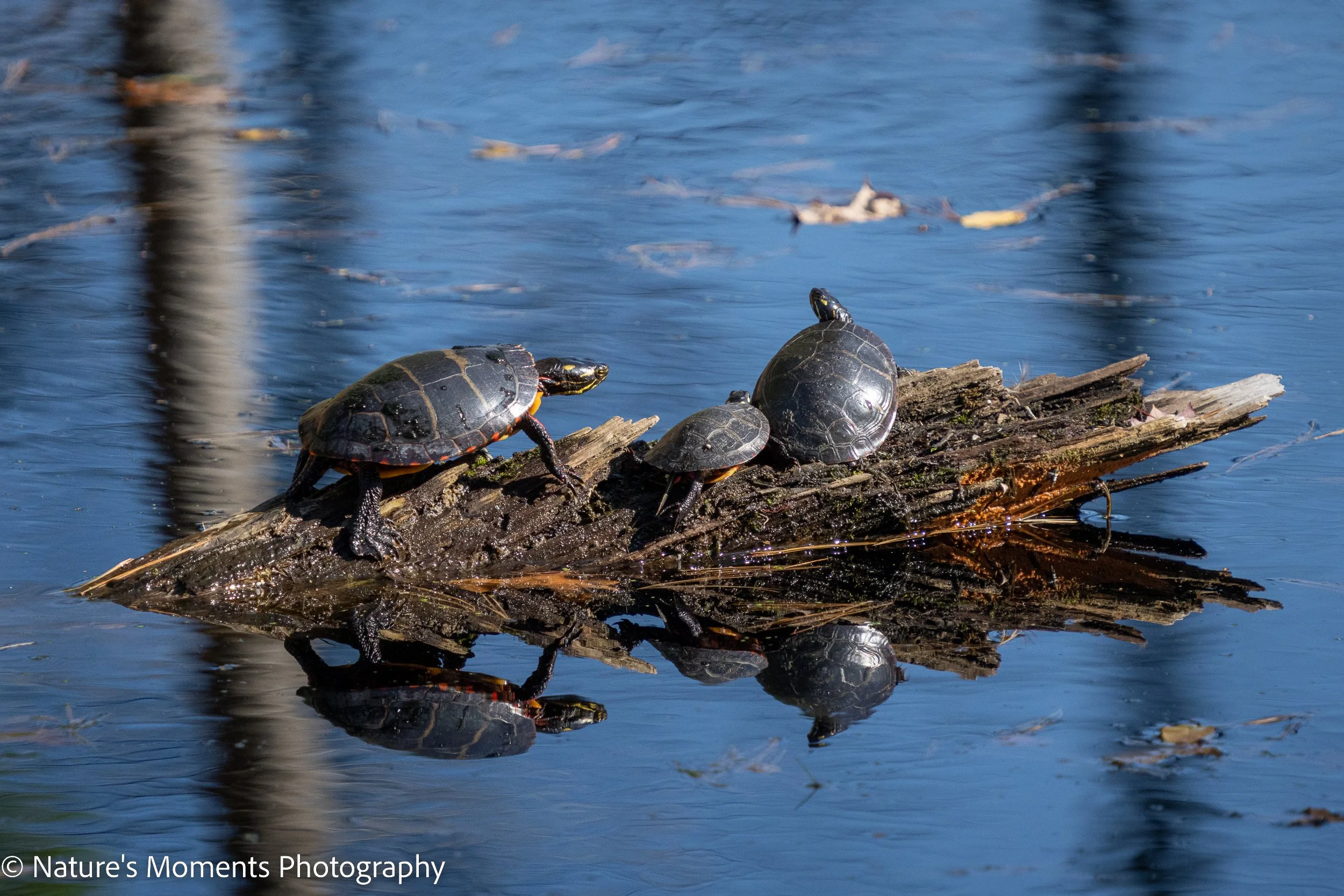 2022-10-20-WILDLIFE-1.jpg