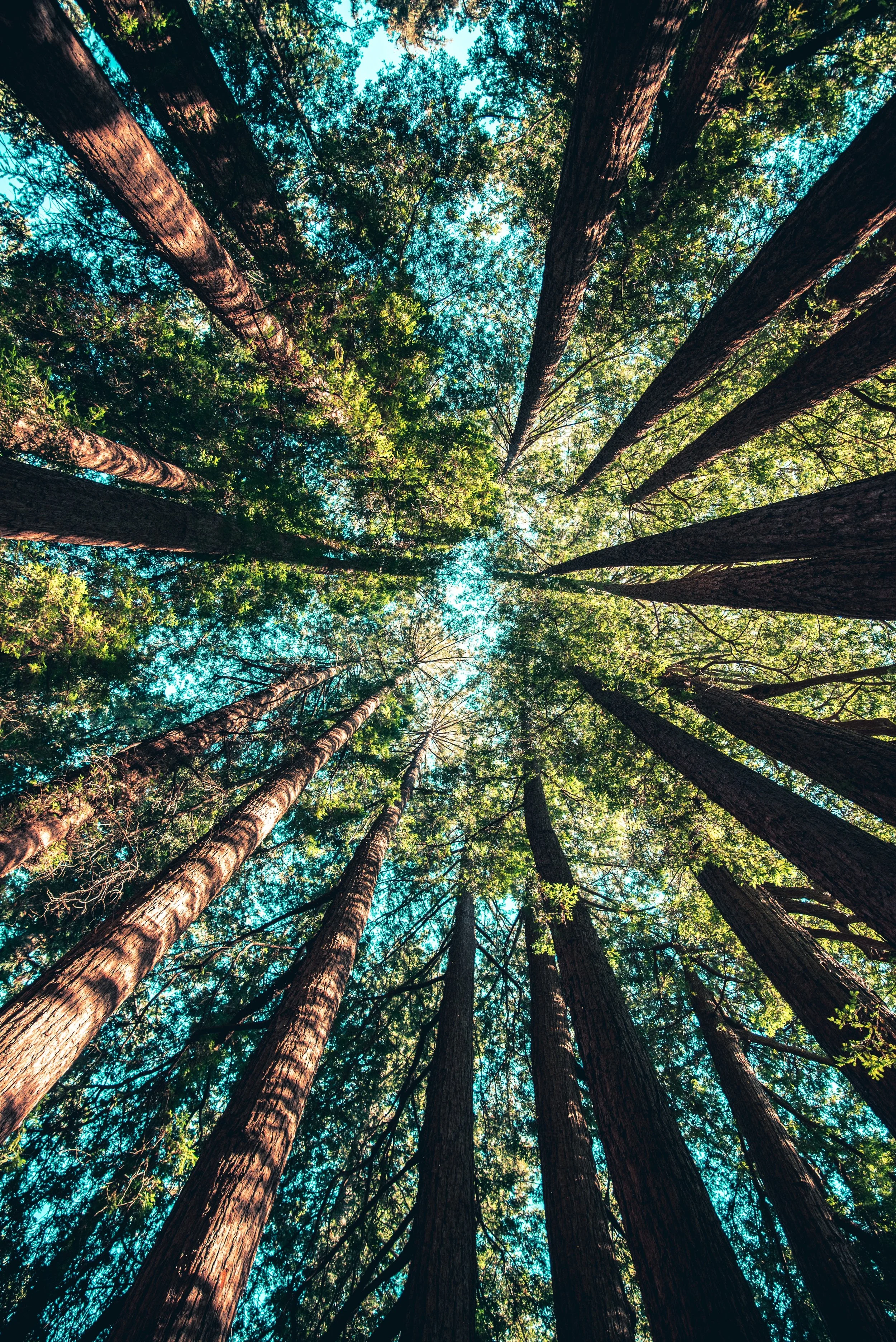 Looking up at tall trees in a forest