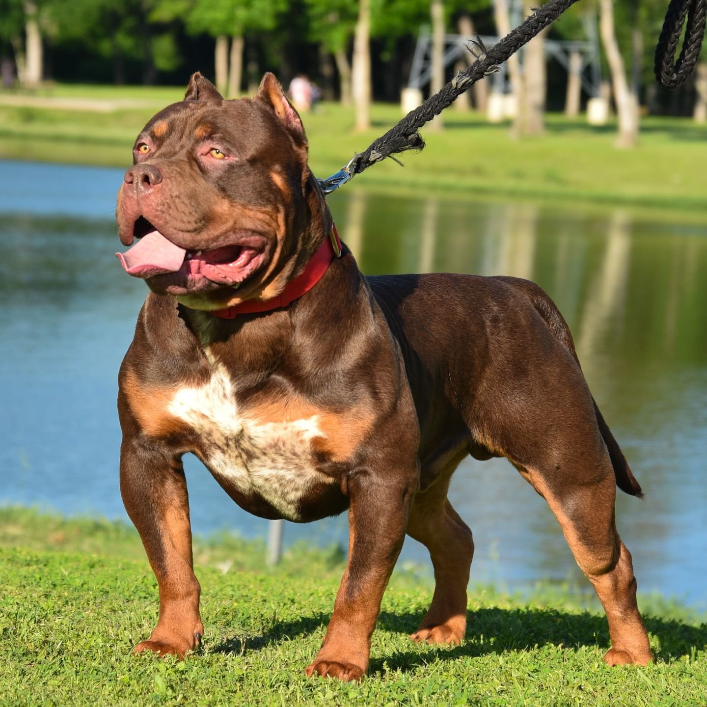 HEIR of LBK 🏭🍫
He is heavy boned, Has Crazyy Muscle and of course is SUPER wide 🦁 #triplejasmine 🔬🧬

#americanbully #xlbully #chocolatetri