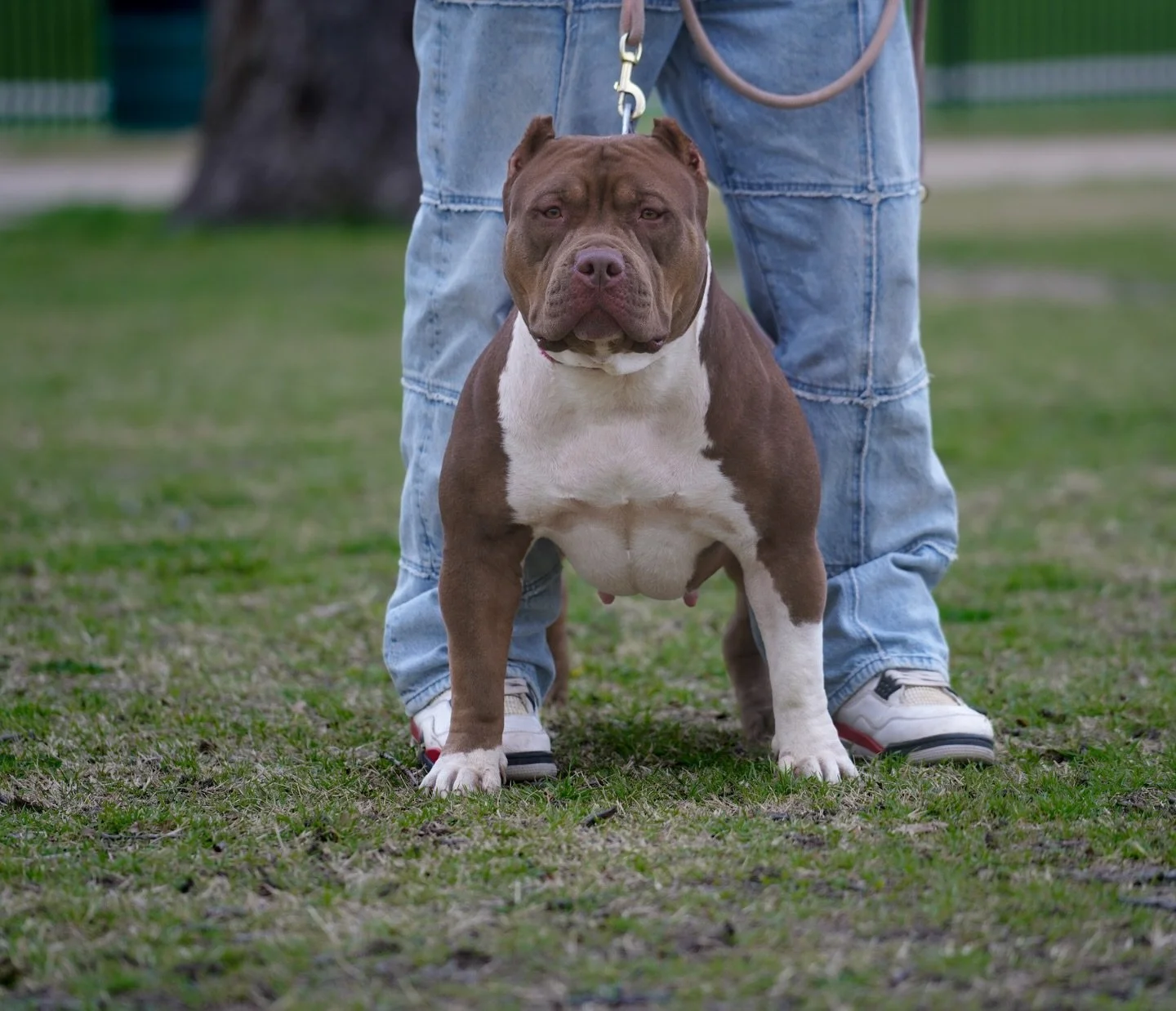 Little less than 2 weeks away before she drops her pups 🕰️ #Canela❌Eazy