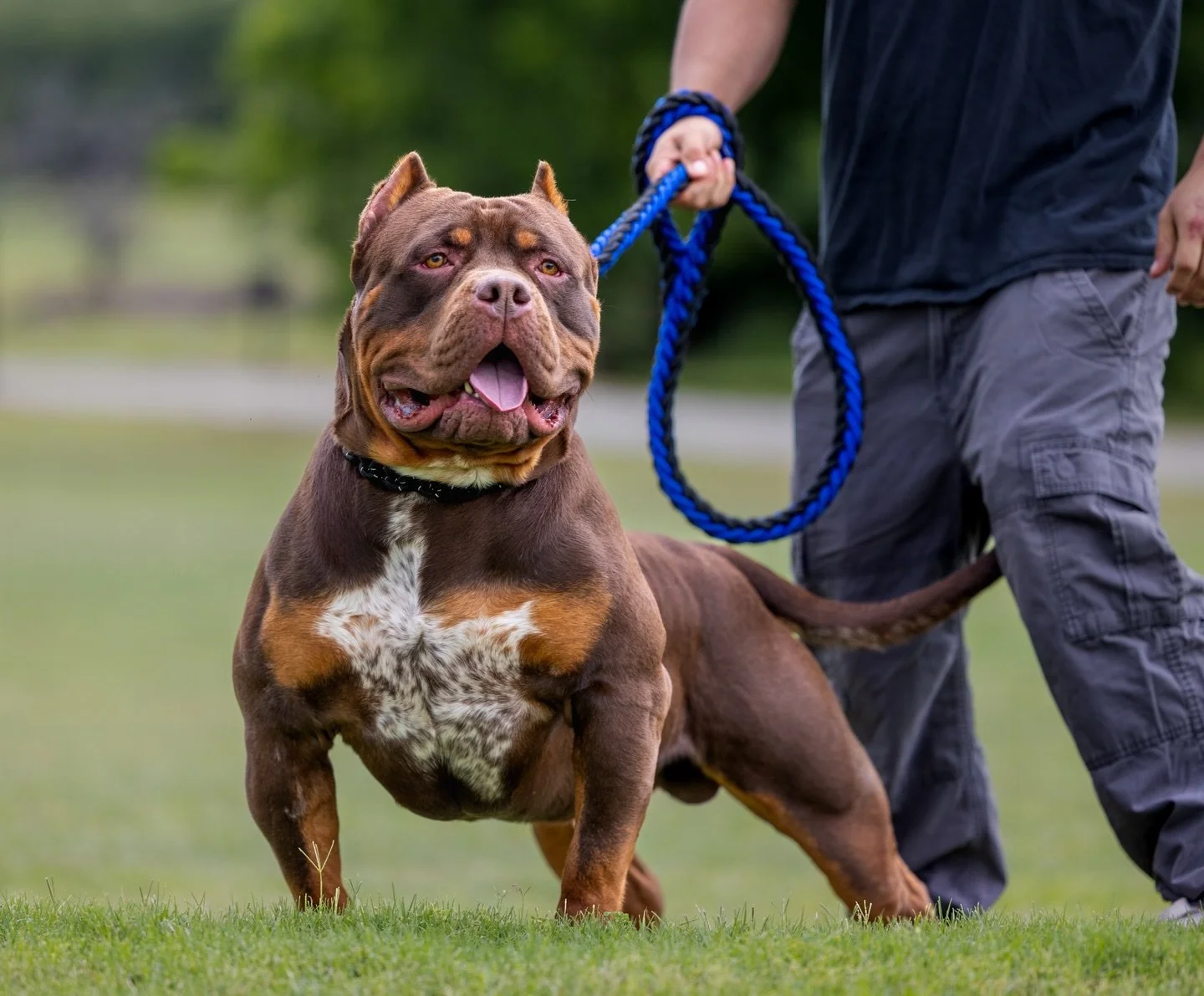 Only 7 days away from confirming Heirs first in-house litter 🤞✝️
2x tetra and a whole lotta Jasmine 💰