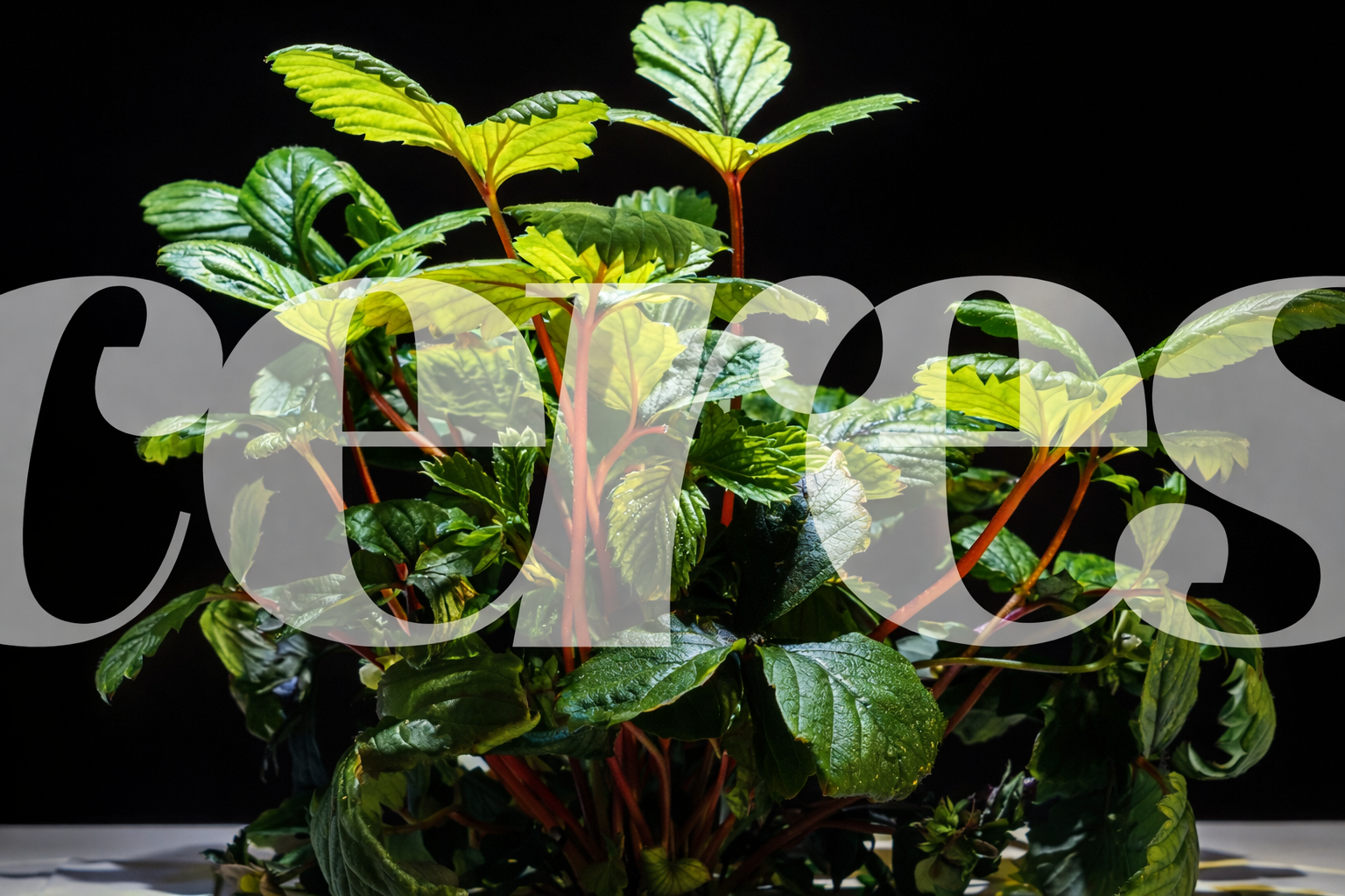 Ceres Spring Season x.png