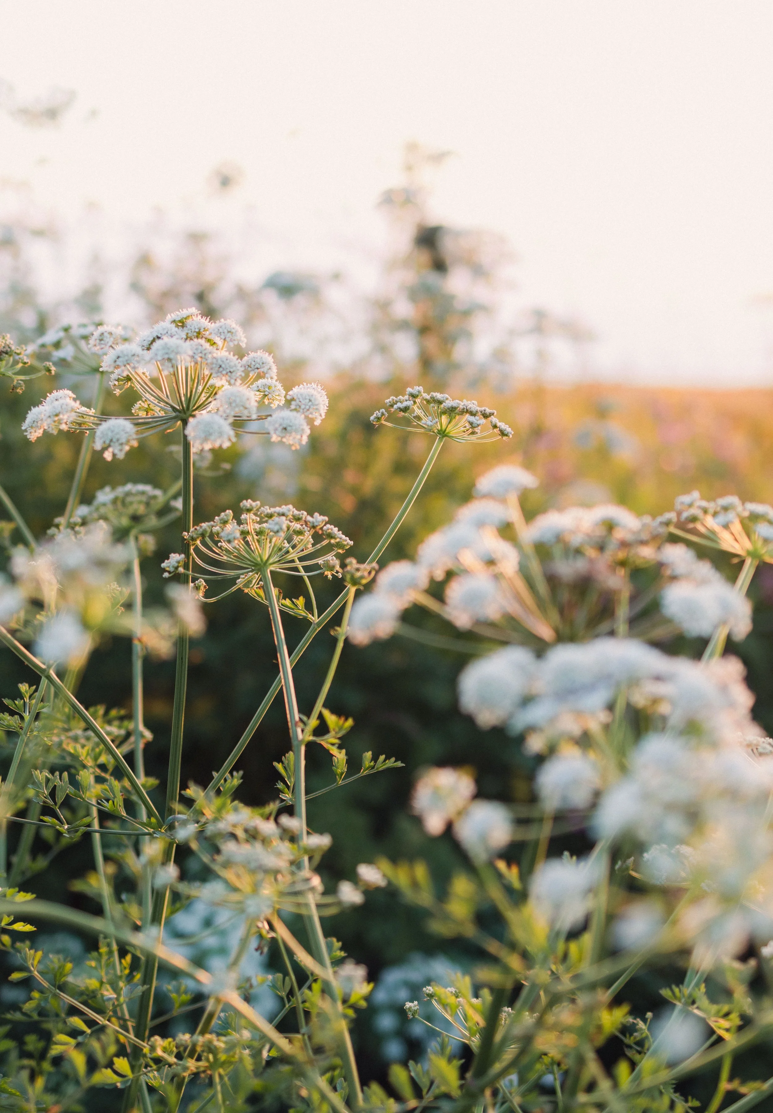 Brook Aurora Pembrokeshire-24.jpg