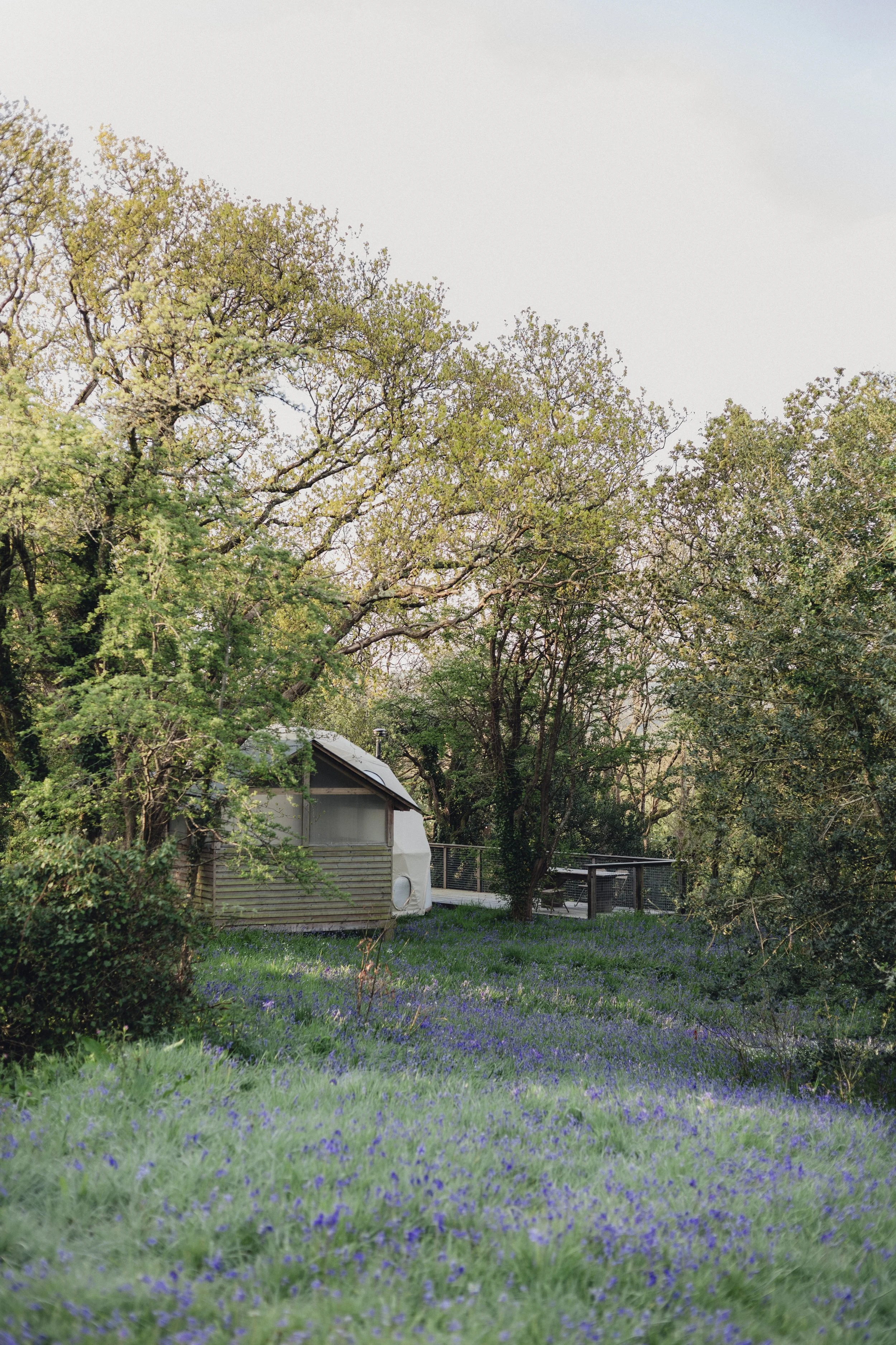 Brook Aurora - Fforest Spring Bluebells-19.jpg