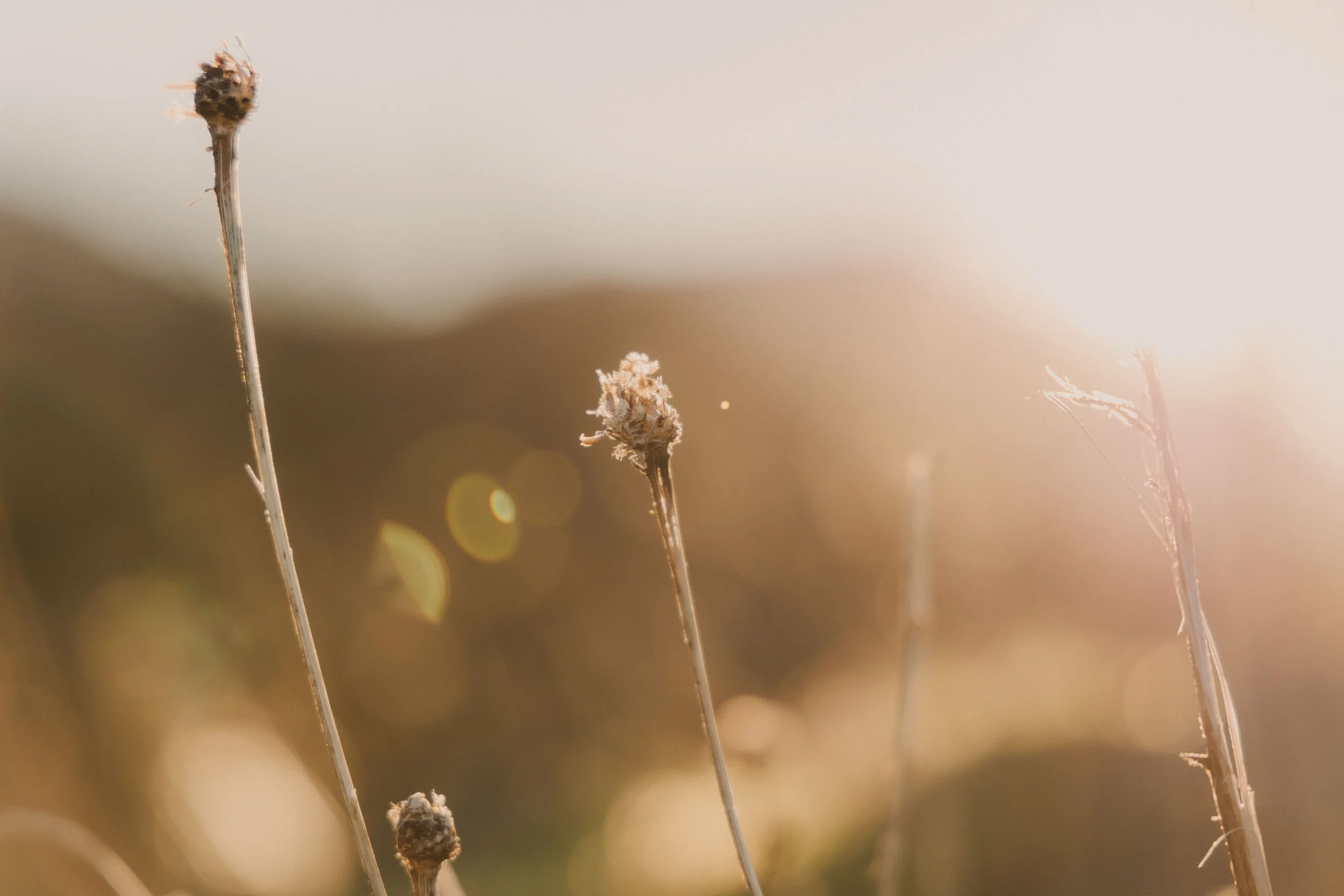 Brook Aurora Travel-47.jpg