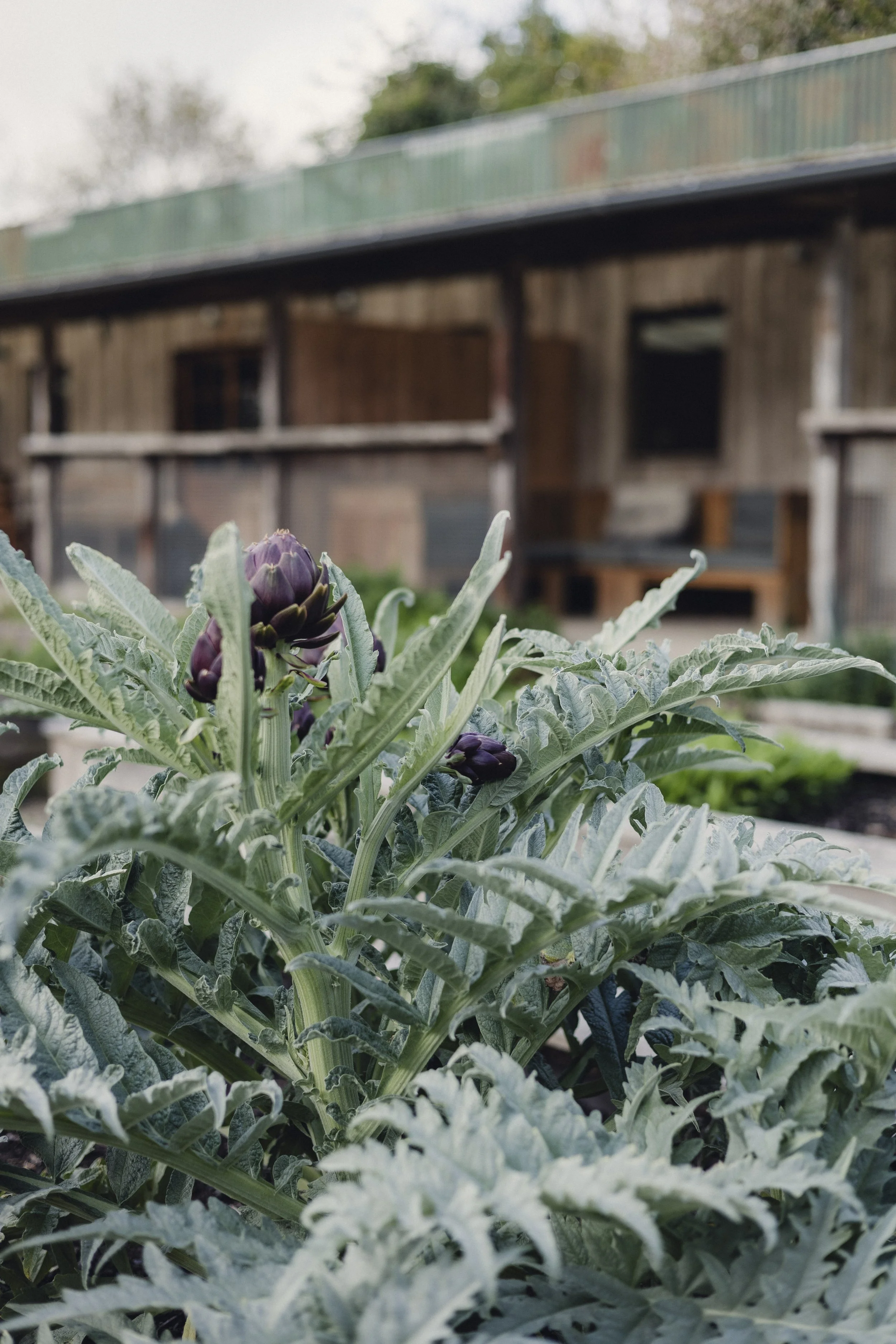 Brook Aurora - Fforest Spring Garden-6.jpg