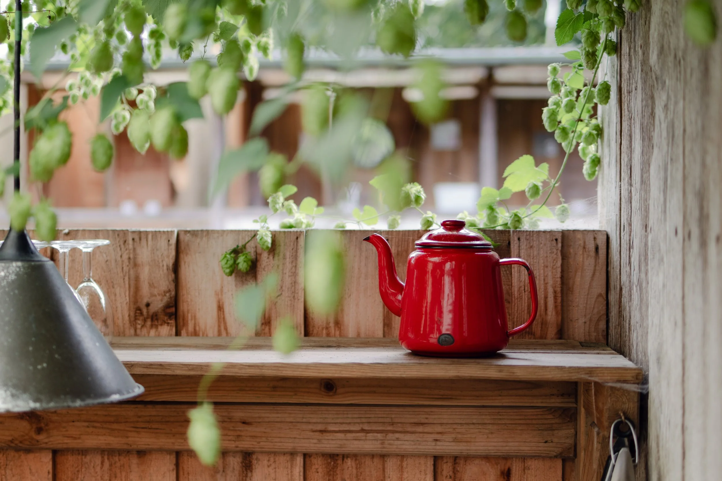 7M1A1004- BrookAurora Fforest_.jpg