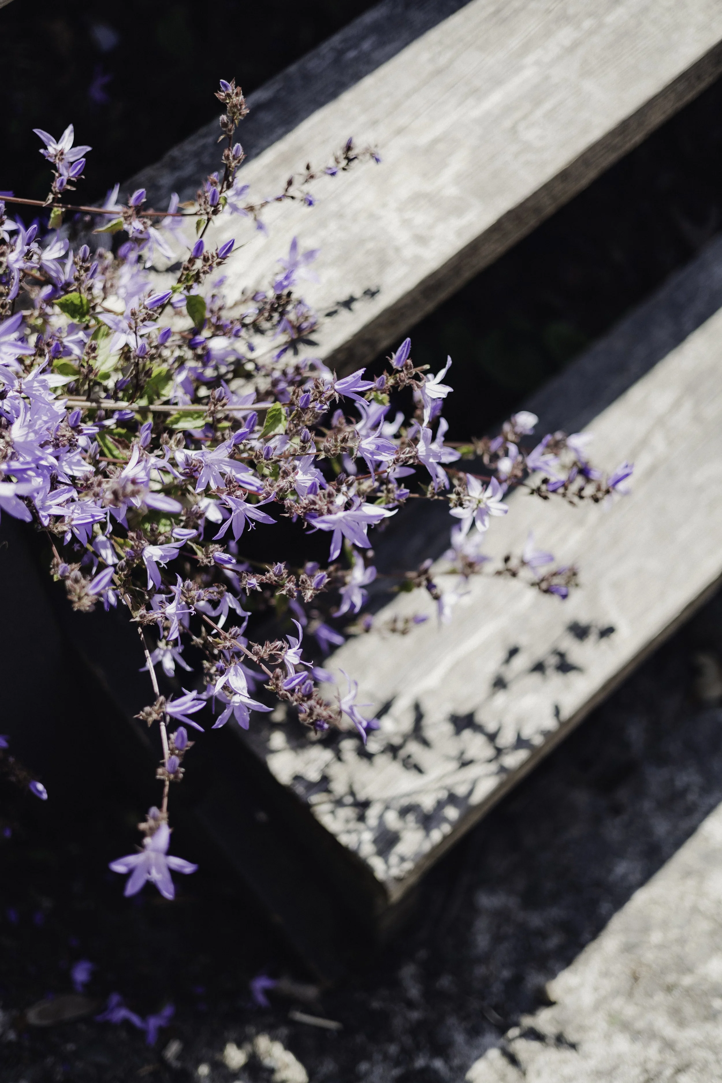 Brook Aurora - Fforest Manorafon-126.jpg