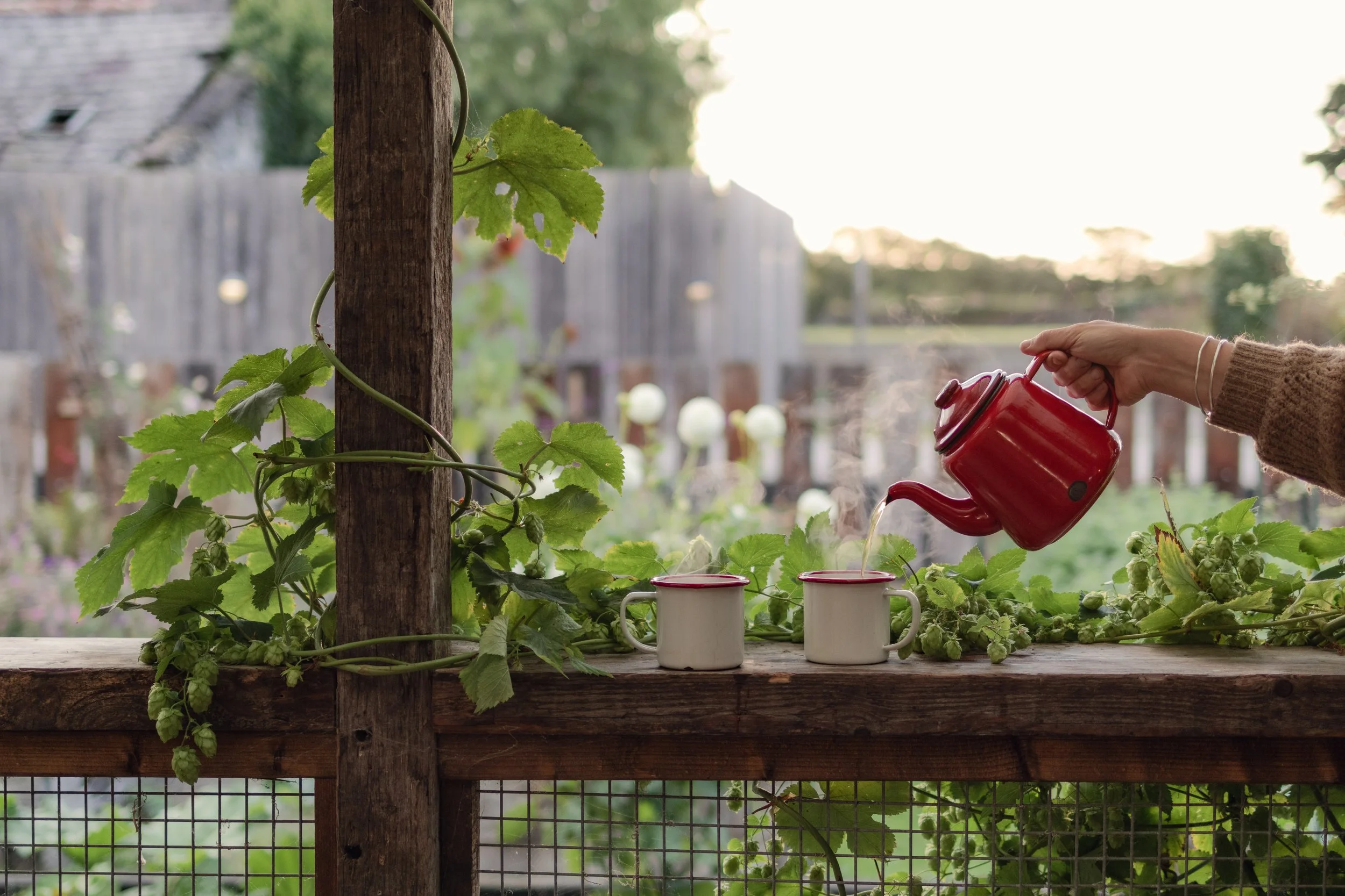 7M1A1375- BrookAurora Fforest_.jpg