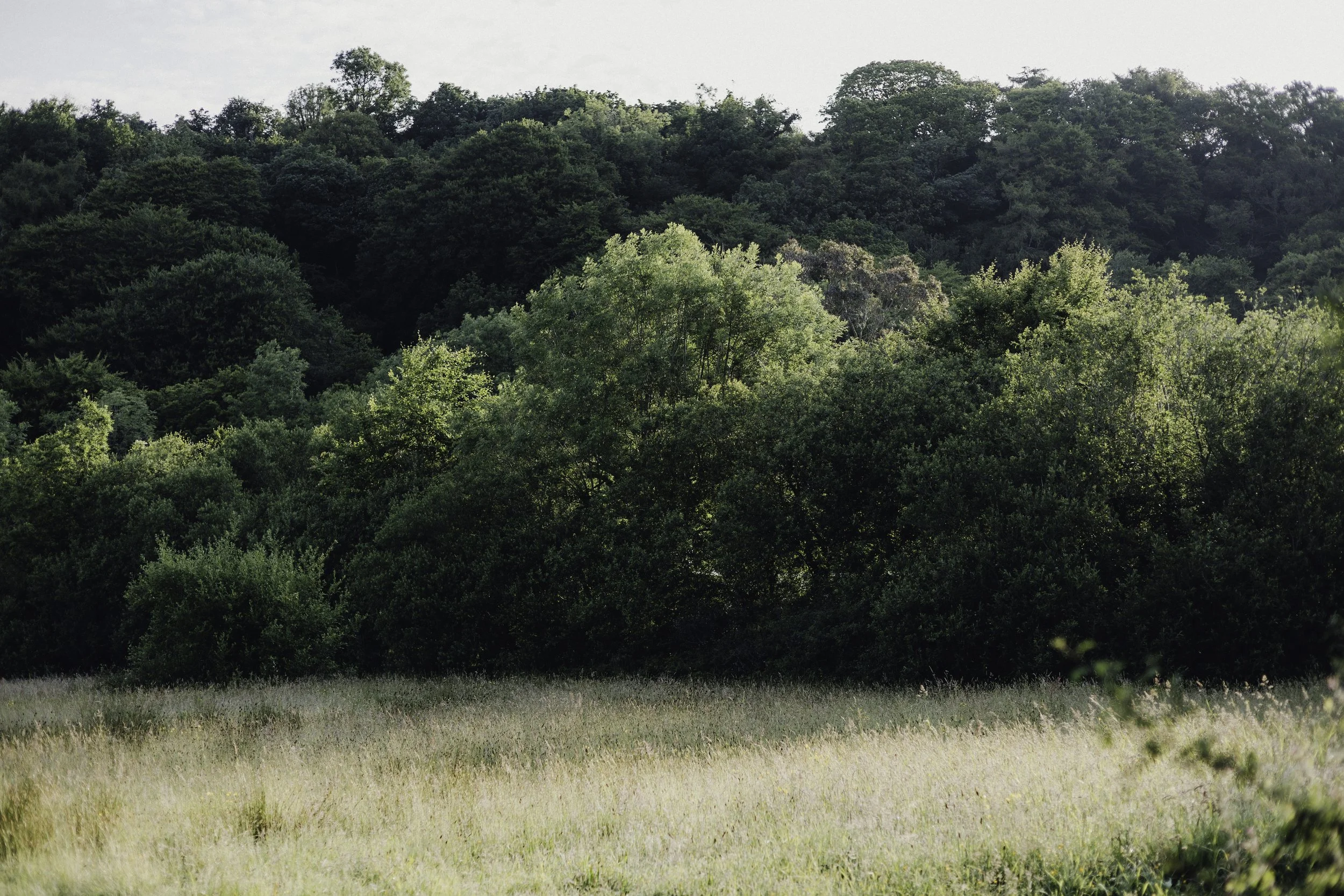 Brook Aurora - Fforest Manorafon-94.jpg