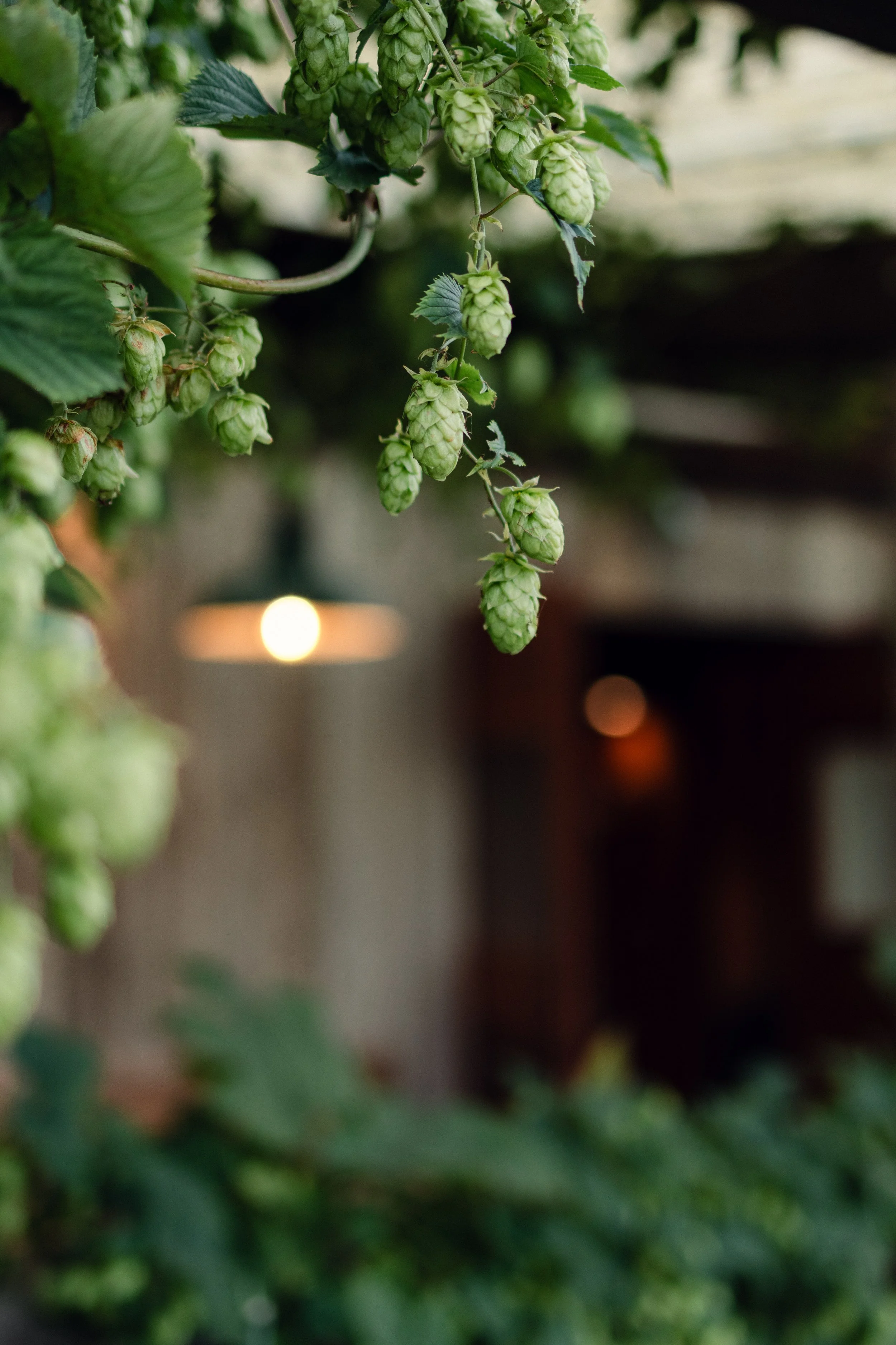 7M1A0422- BrookAurora Fforest_.jpg