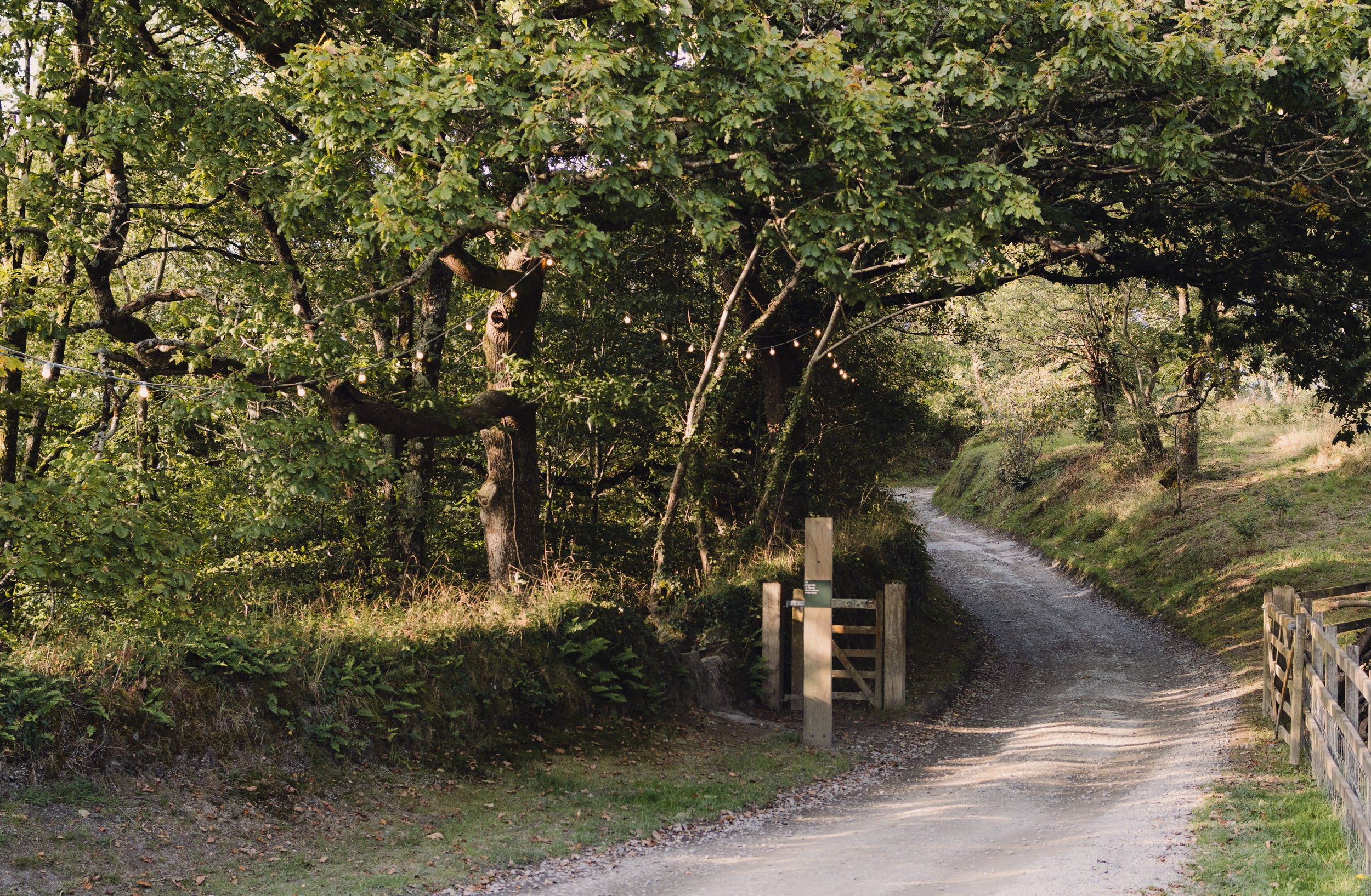 7M1A0072- BrookAurora Fforest_.jpg