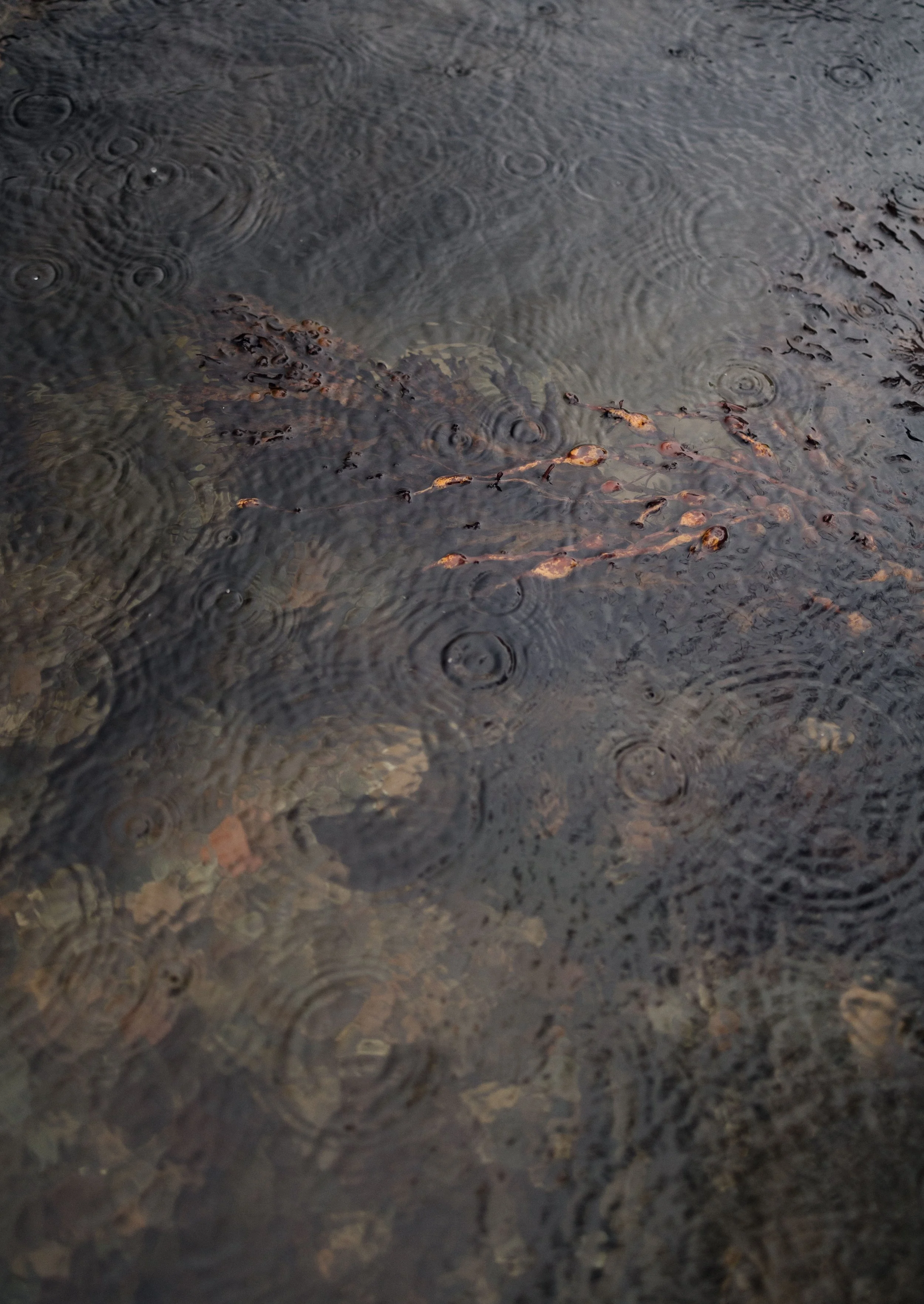 Brook Aurora Kabn Company.jpg