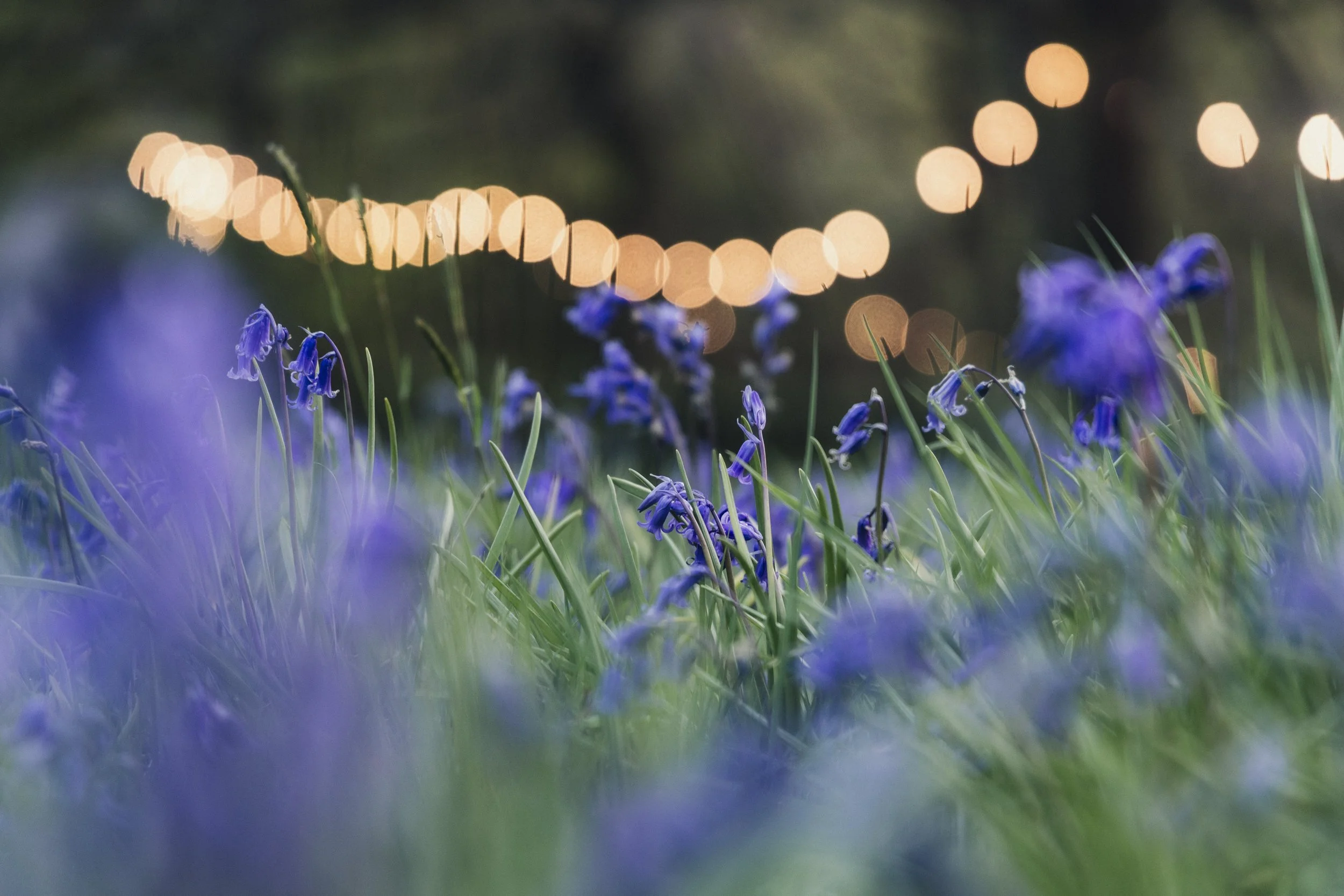 Brook Aurora - Fforest Spring Bluebells-16.jpg