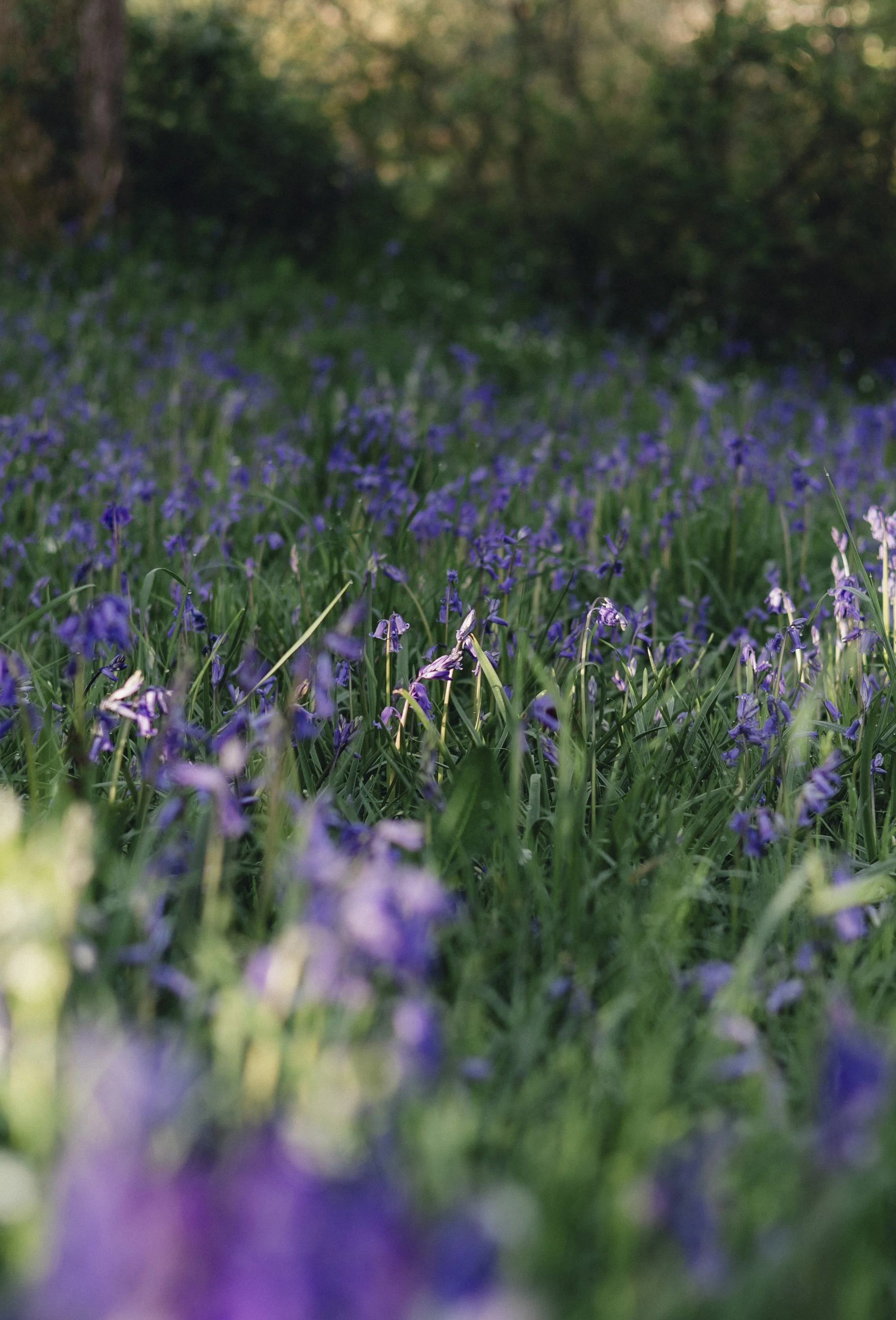 Brook Aurora - Fforest Spring Bluebells-21.jpg
