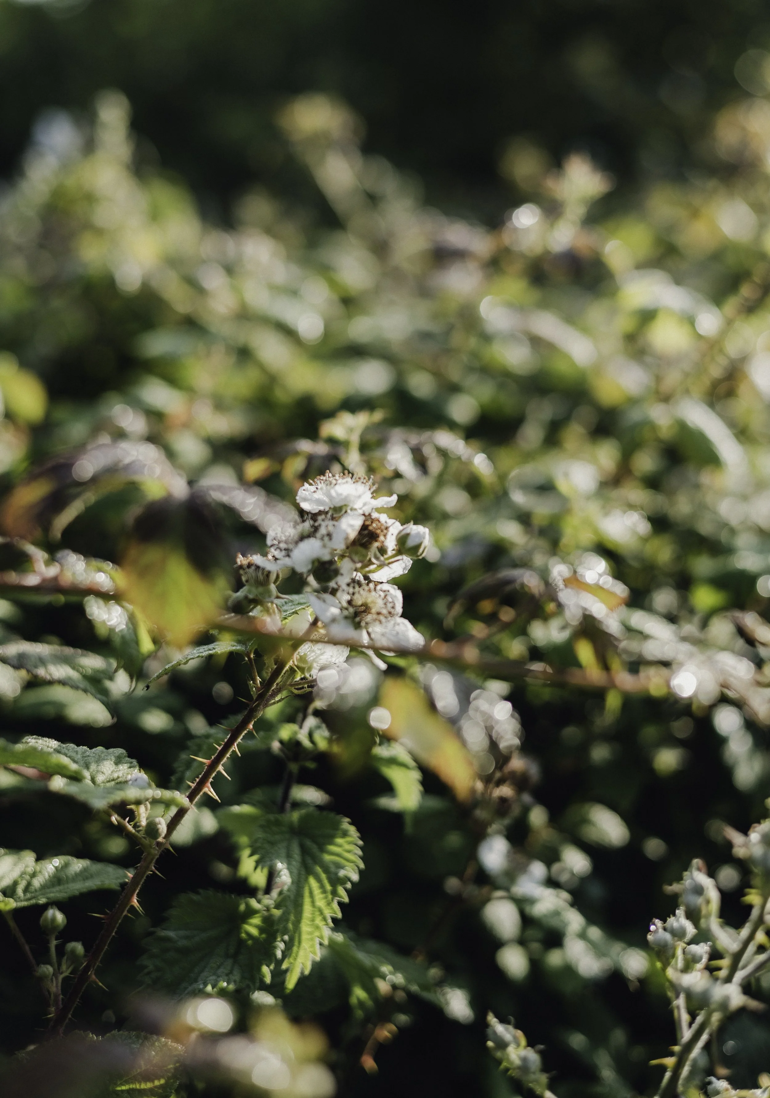 Brook Aurora - Fforest Manorafon-99.jpg