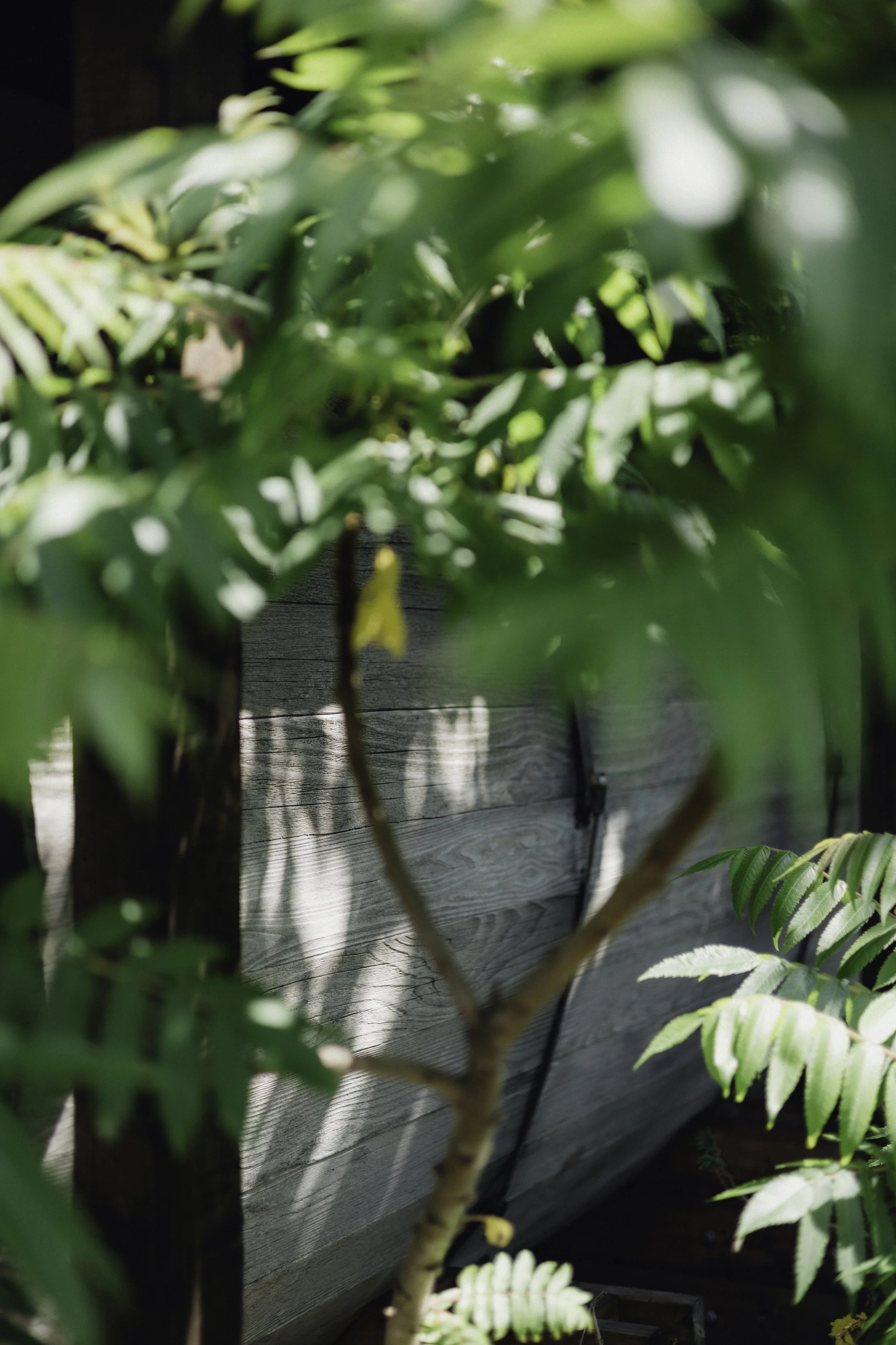 Brook Aurora - Fforest Manorafon-122.jpg