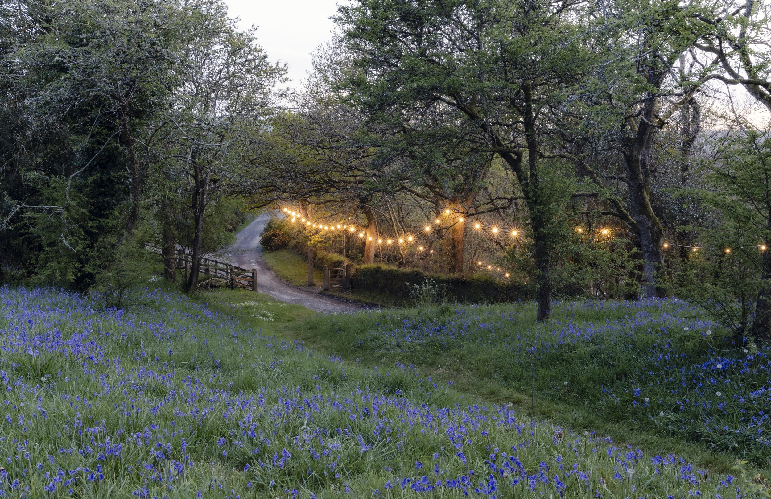 Brook Aurora - Fforest Spring Bluebells-17.jpg