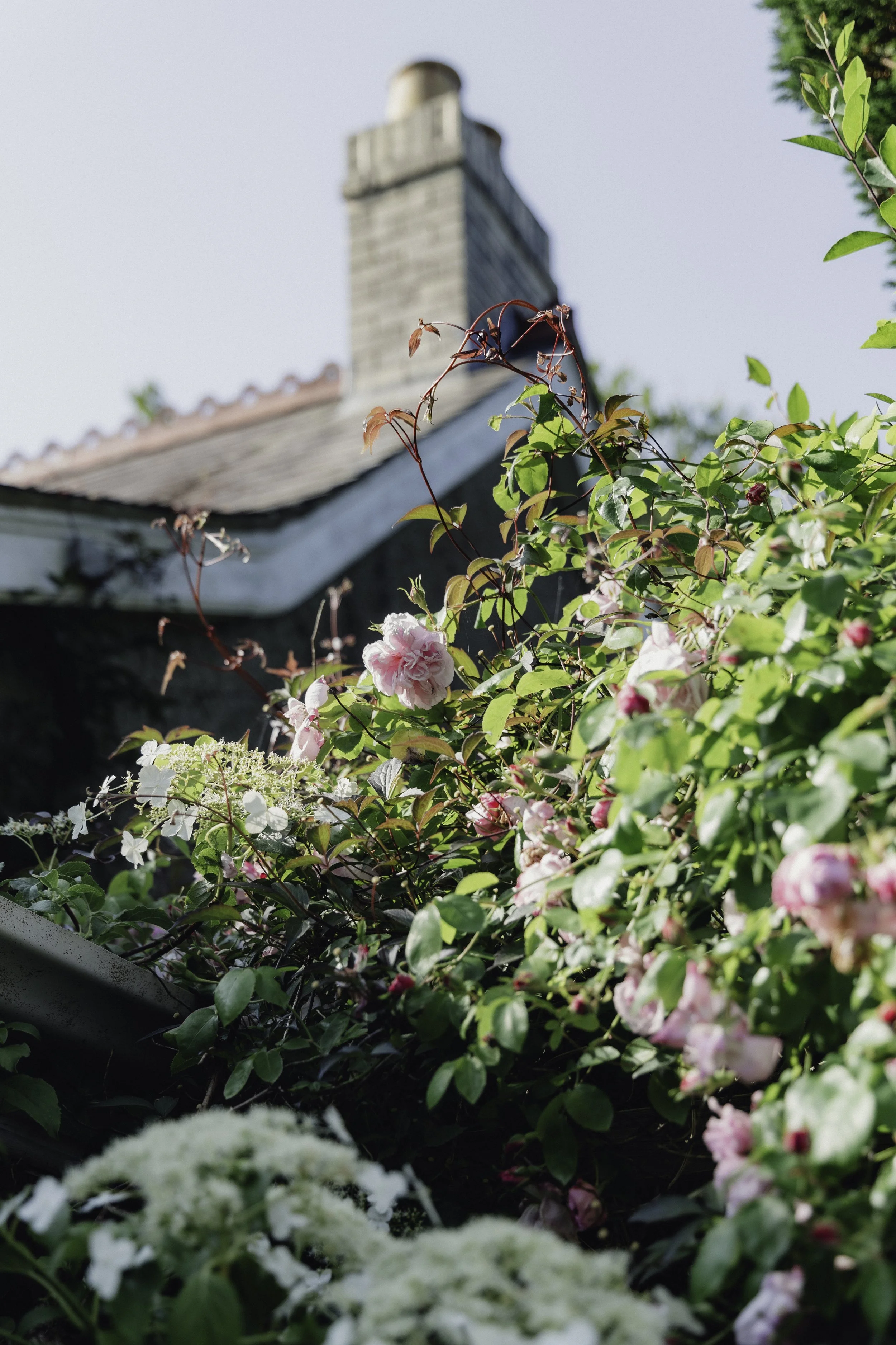 Brook Aurora - Fforest Manorafon-116.jpg