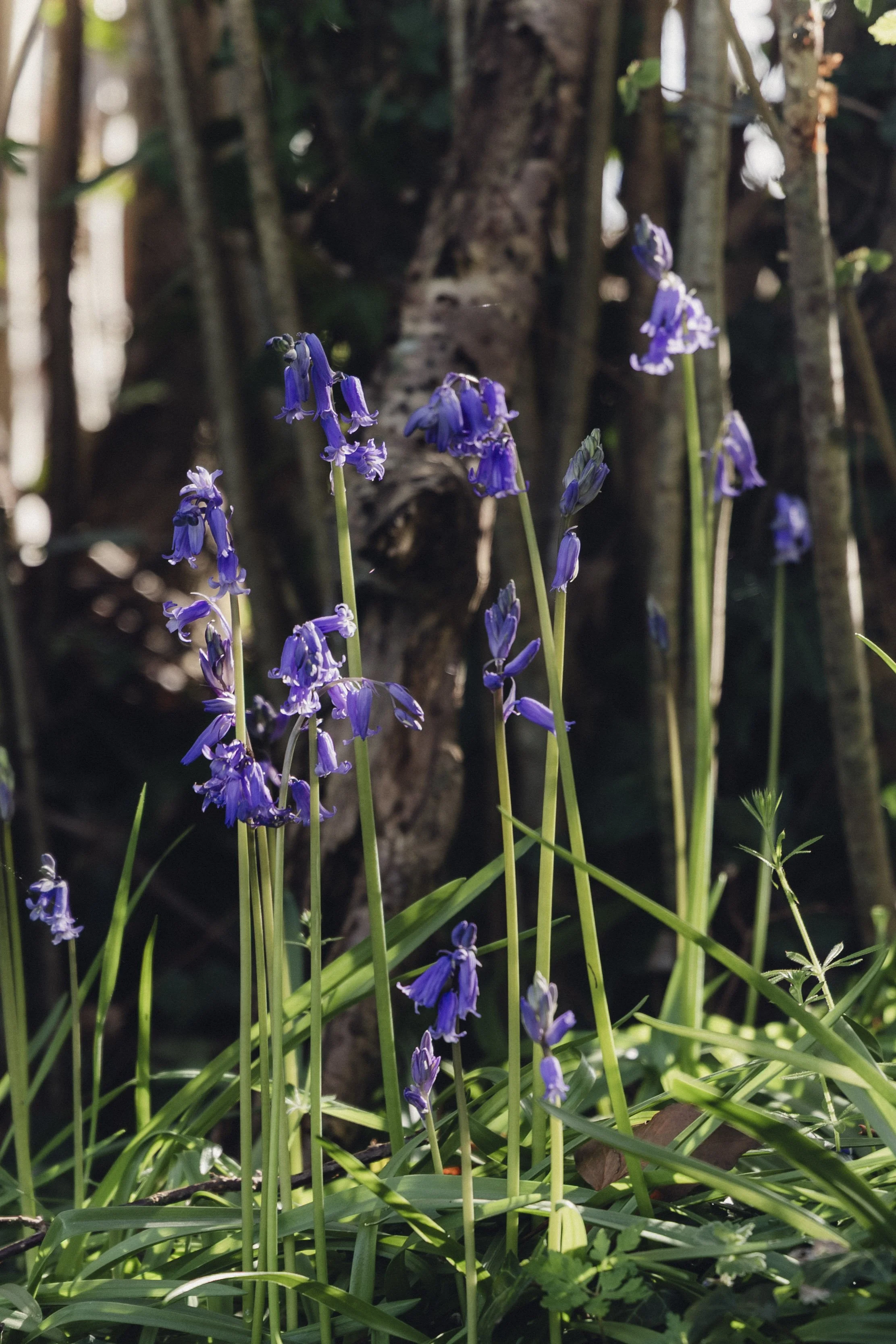 Brook Aurora - Fforest Spring Bluebells.jpg