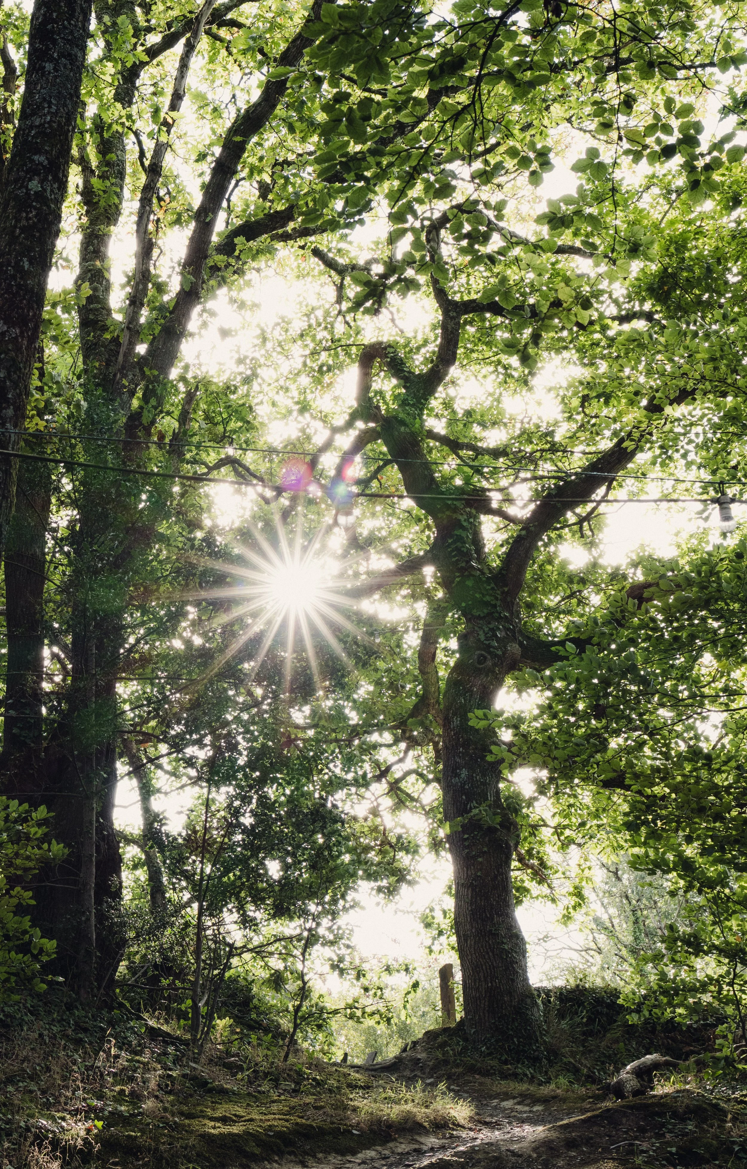 7M1A1559- BrookAurora Fforest_.jpg