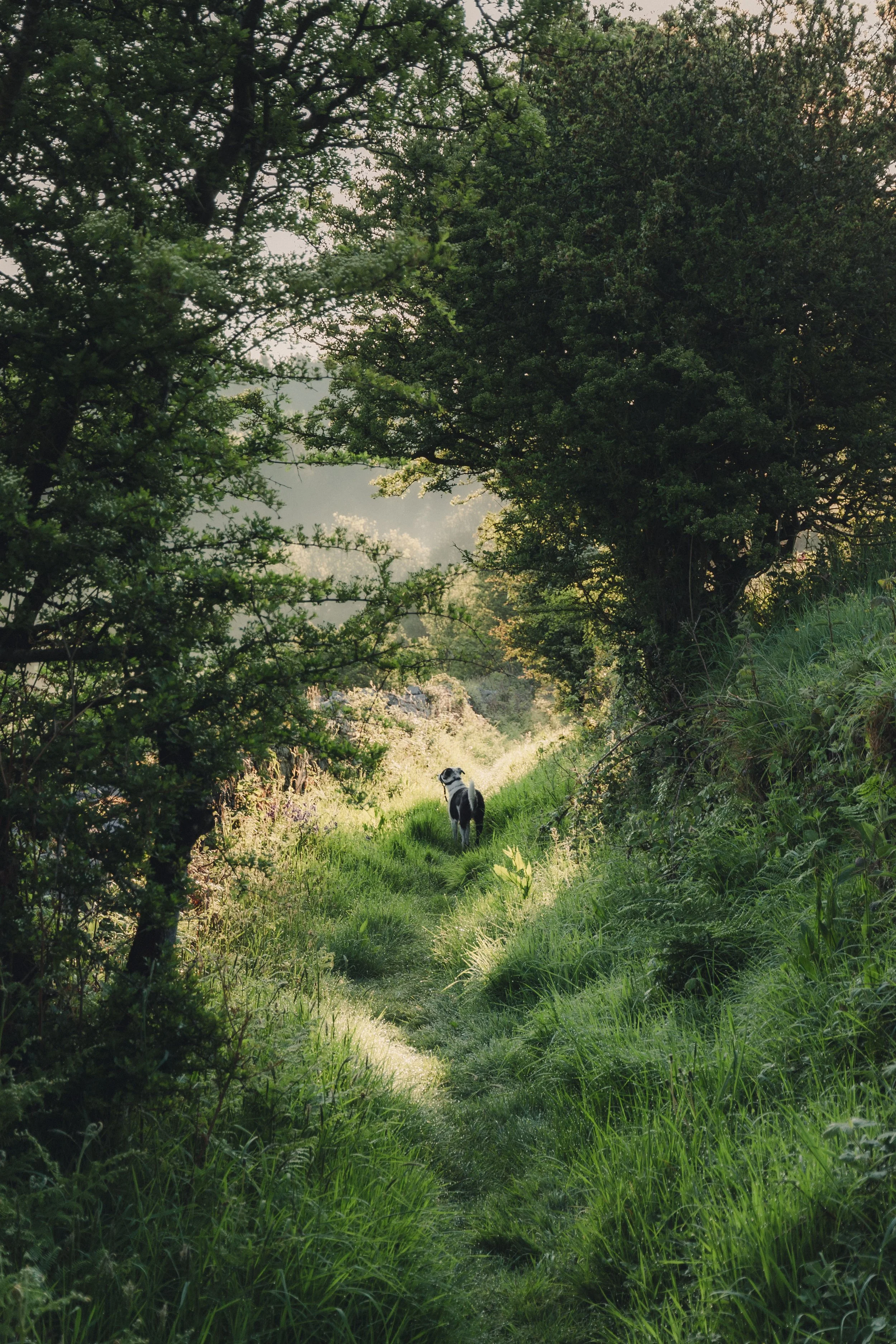 Brook Aurora Pembrokeshire-65.jpg