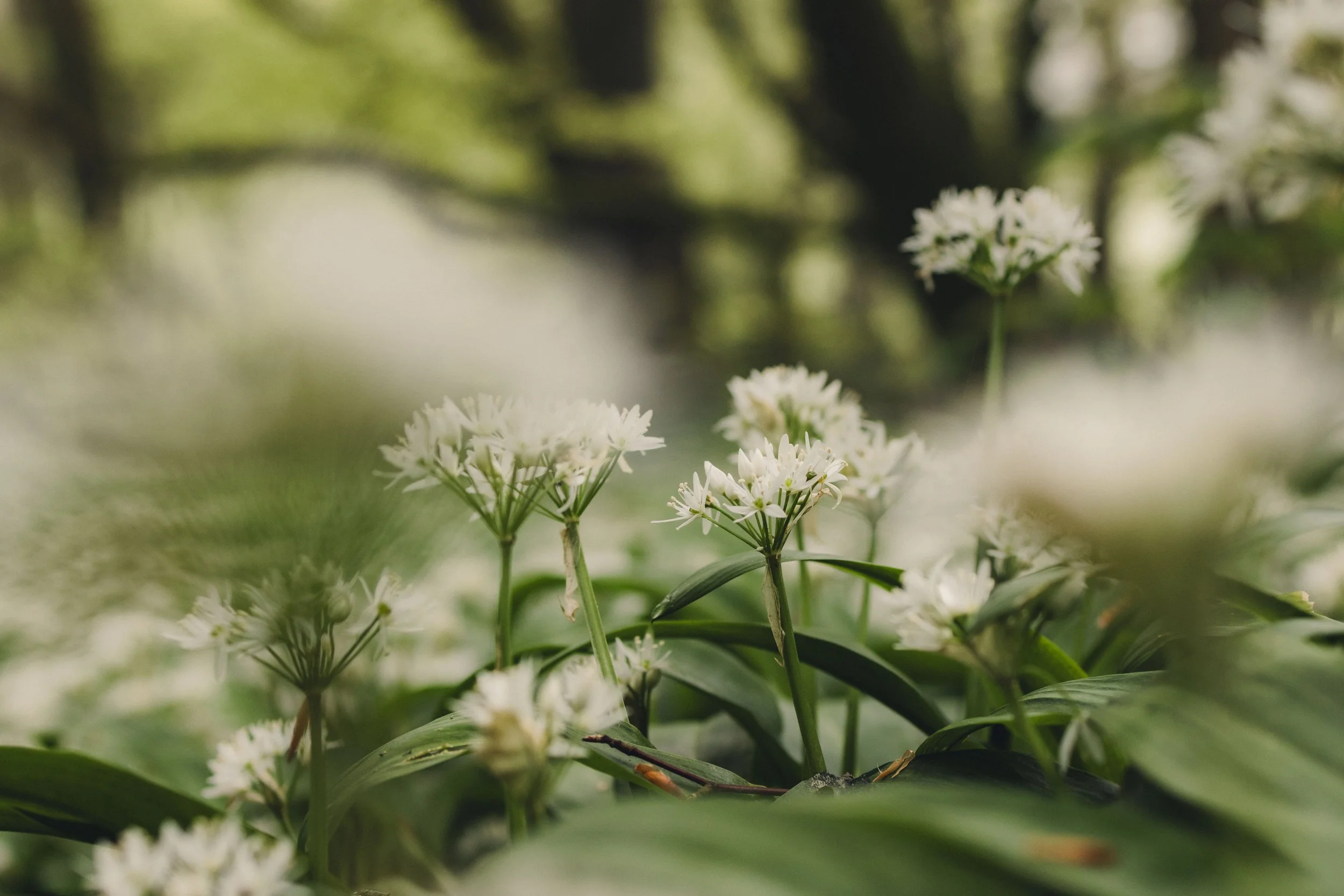 Brook Aurora Pembrokeshire-30.jpg