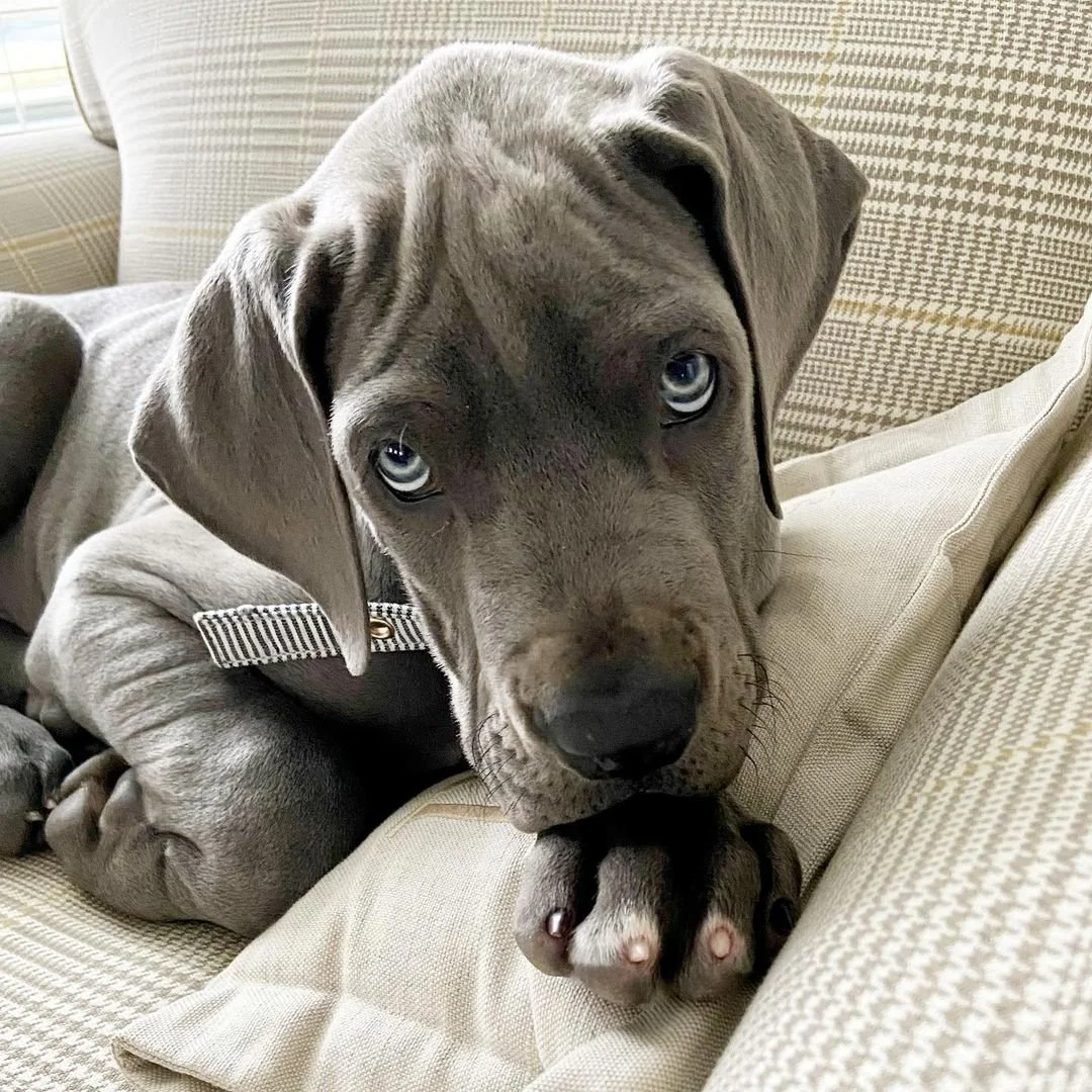How Much Do Great Danes Puppies Cost