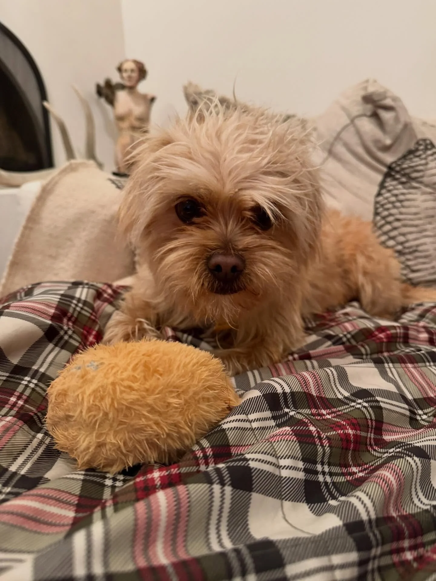 Welcome &ldquo;Merlin&rdquo; Merkens to the family . We saw him on @espanolahumane shelter&rsquo;s website and had to go meet him . He is a sweet boy and learning to navigate living with a Border Collie who just wants to herd him.