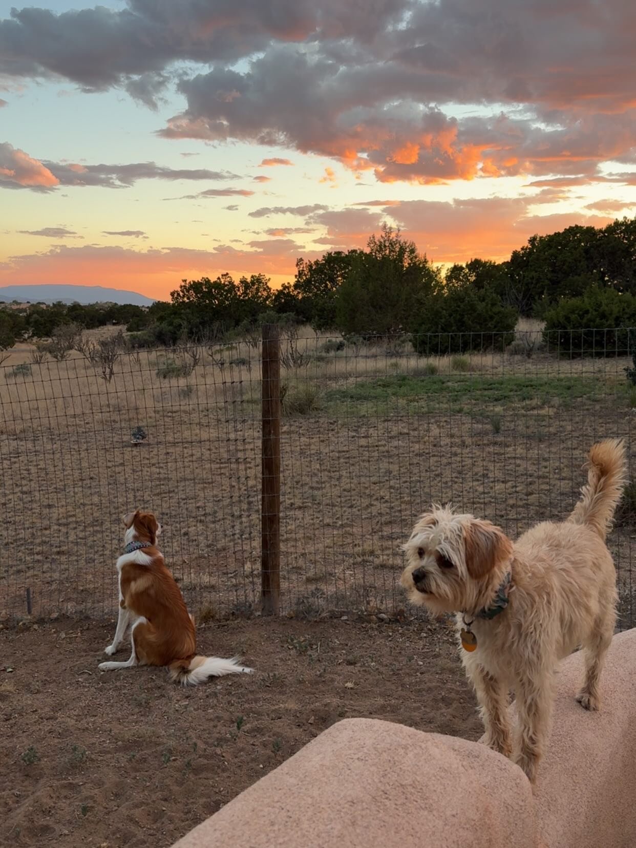 This sky tonight 🤩 #santafesunset #lifeinthedesert
