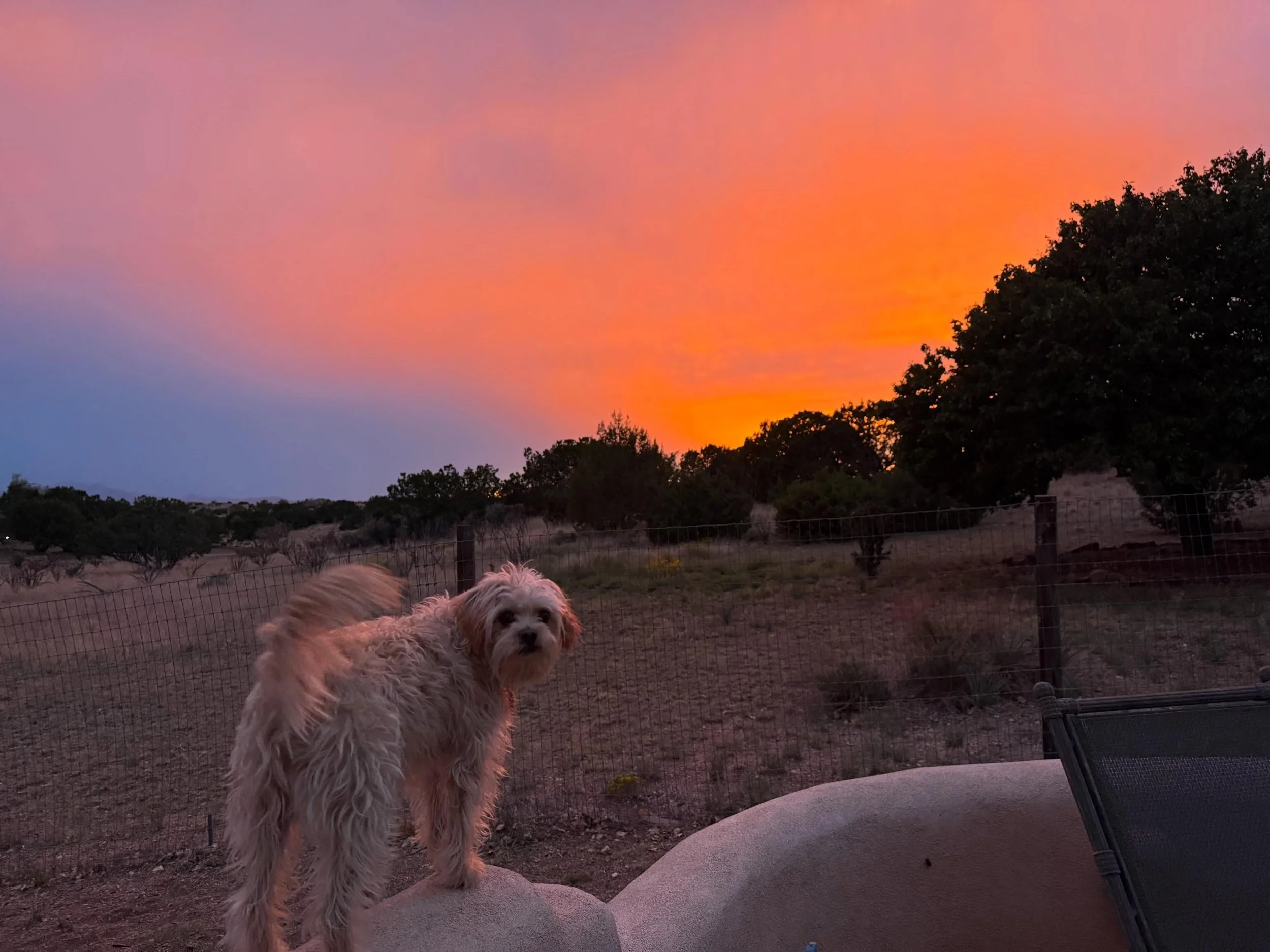 Ahhh&hellip; this sky tonight 🤩❤️ #santafesunset #ilovesantafe #desertdogs