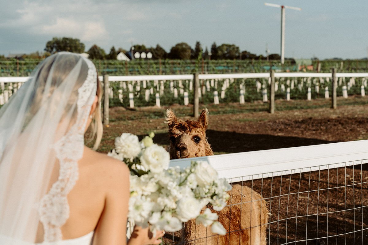 best-niagara-wedding-venues-Honsberger-Estate-Winery-Amare-Studios-0013-1.JPG