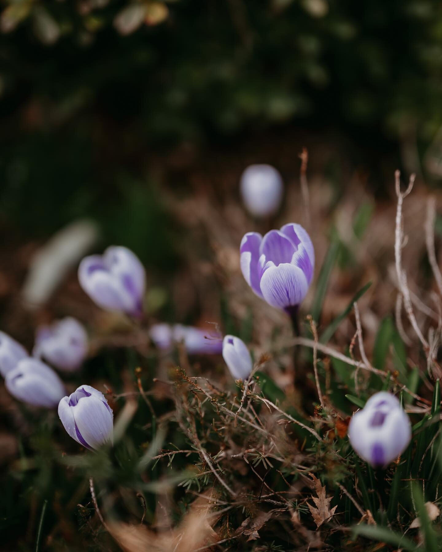 Spring feels extra magical this year with our sweet little Frances. Newborn babies and flowers just go so well together.🥰