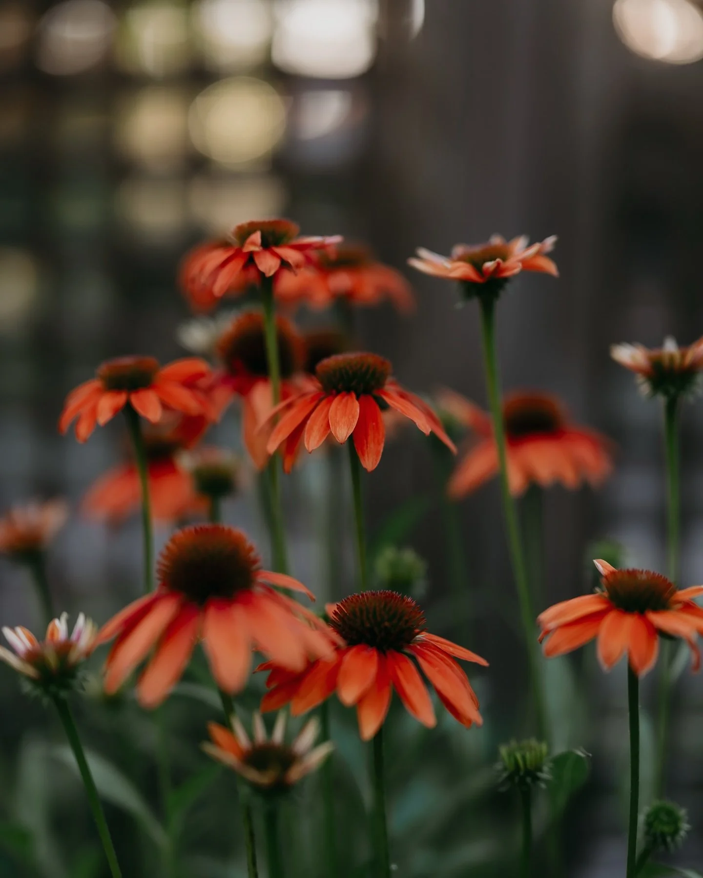 ✨Echinacea showing off in the evening light.