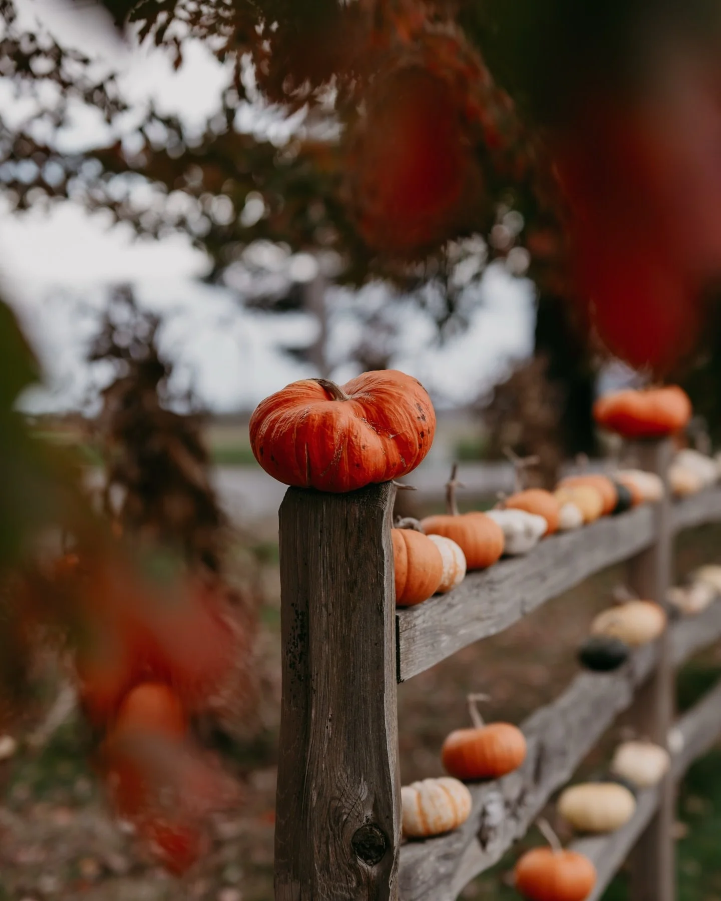 Sneaking in my favorite pumpkin photos from autumn and getting ready to bake pumpkin pies next week. We&rsquo;re often on pie duty and I think Charlotte, my 10 year old, may be able to bake the pies all on her own this year. Feels like a big mileston