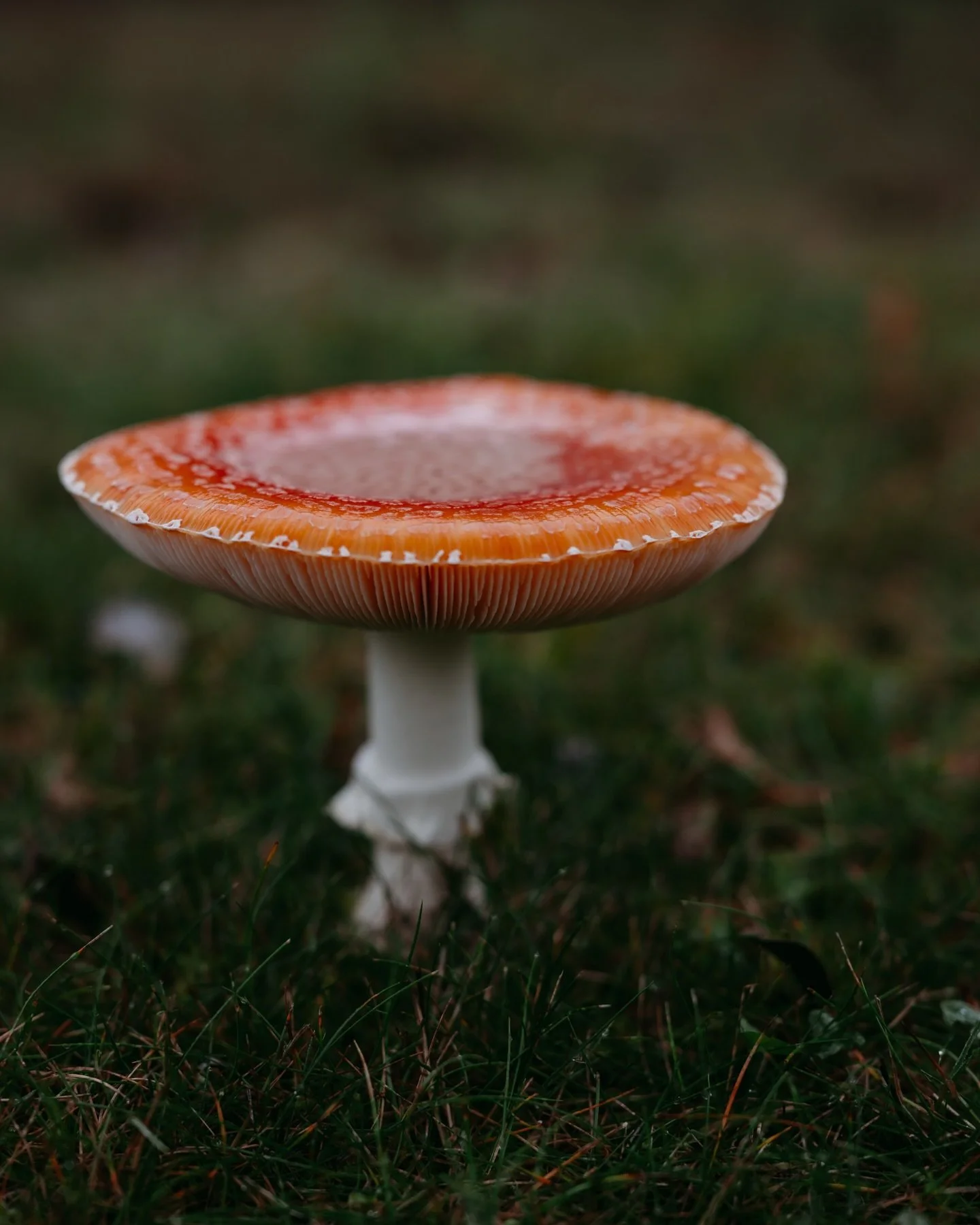 ✨Late November moody mushrooms. And yes I am the neighbor you find hanging out in your yard photographing your mushrooms when you get home from work. Luckily my neighbors are very friendly and appreciate my love of all things nature.😅

#naturemagic 