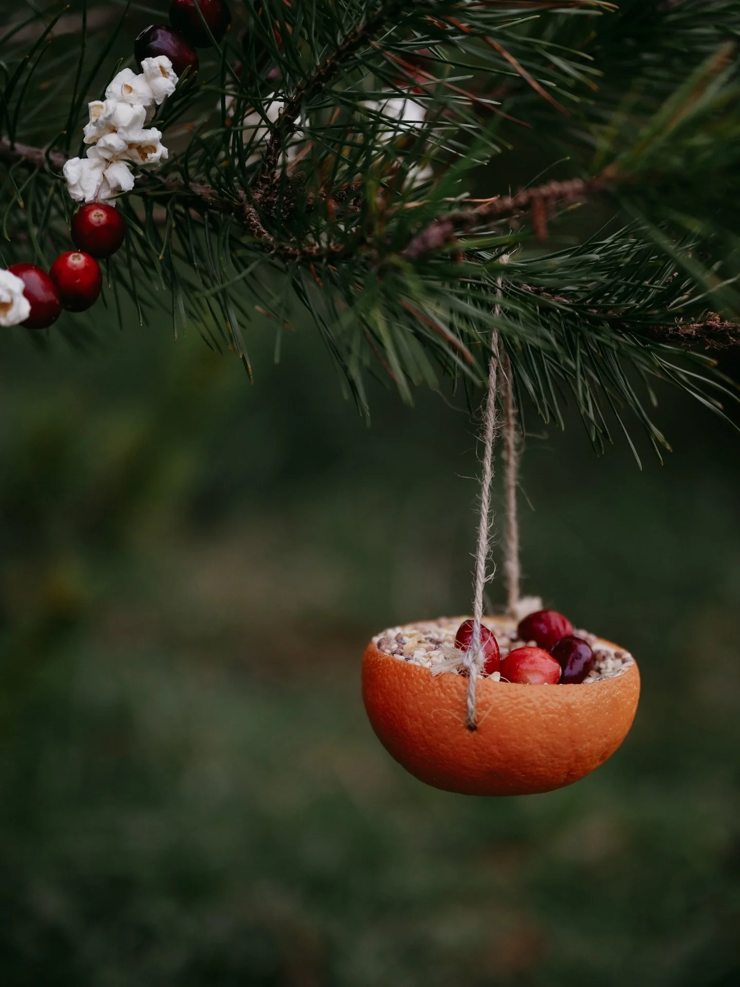 ✨🍊Orange bird feeders. This is one of our favorite winter crafts to make this time of year. It&rsquo;s a perfectly simple way to celebrate the winter solstice, advent or Christmas Eve.

Here&rsquo;s how it&rsquo;s made: Scoop out the flesh of the or