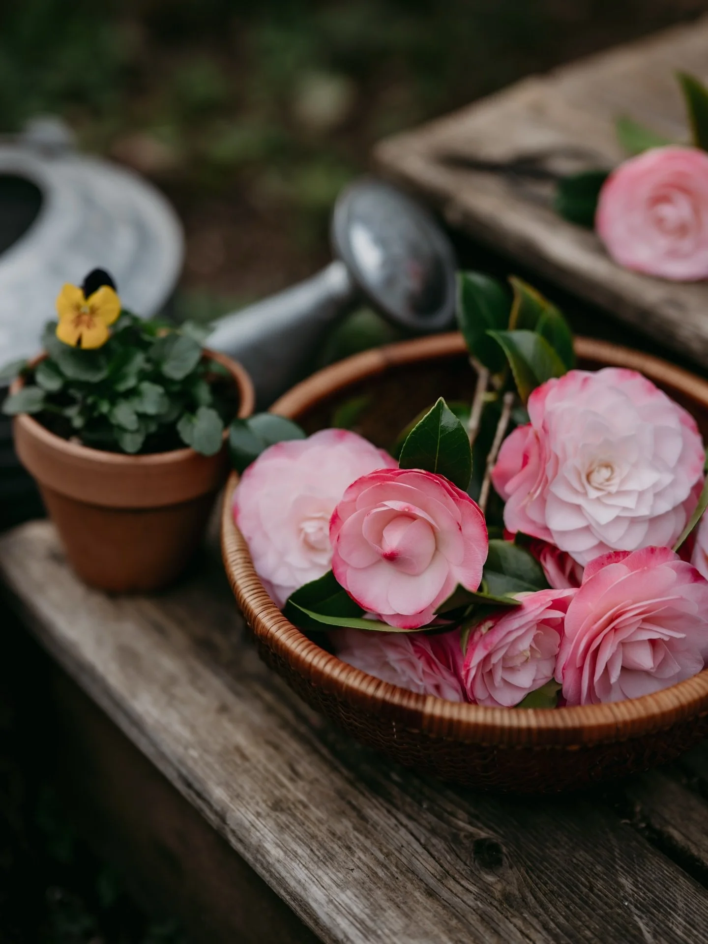 All winter we watch the buds swell,
and when the camellias finally bloom, 
it feels like unwrapping a spring gift
made just for us.❤️