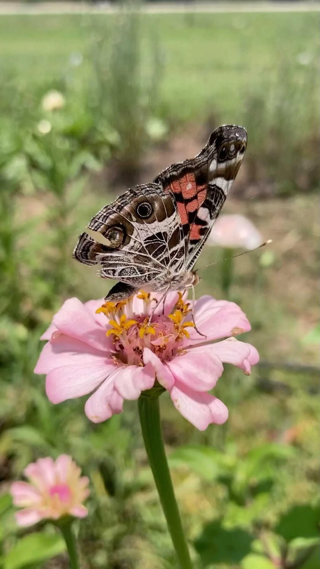 Flowers to Bless Sustainably Grown Flowers Members of the