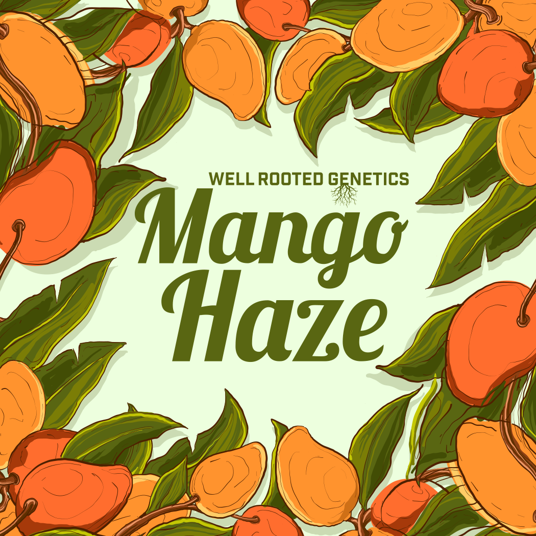 WRG Mango Haze Final.png