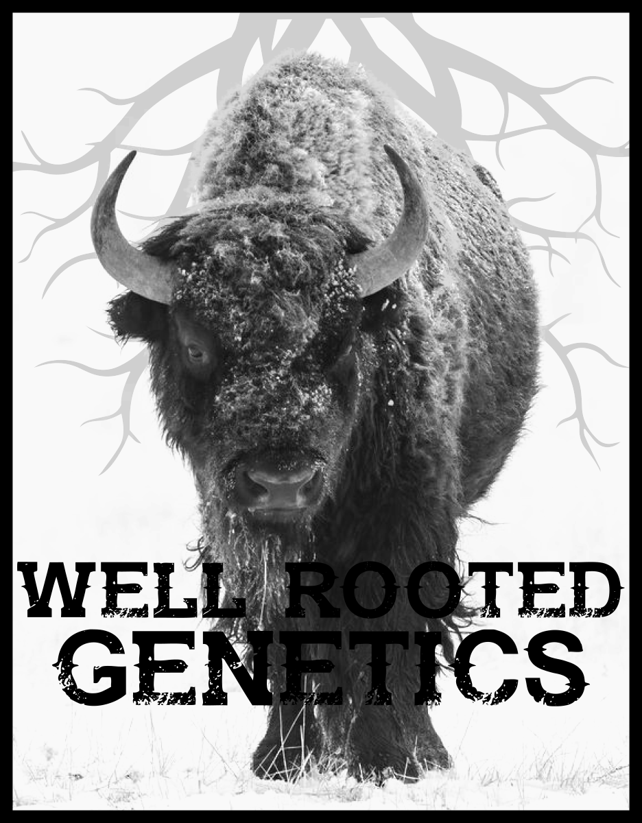 WRG Great White Buffalo Final.png