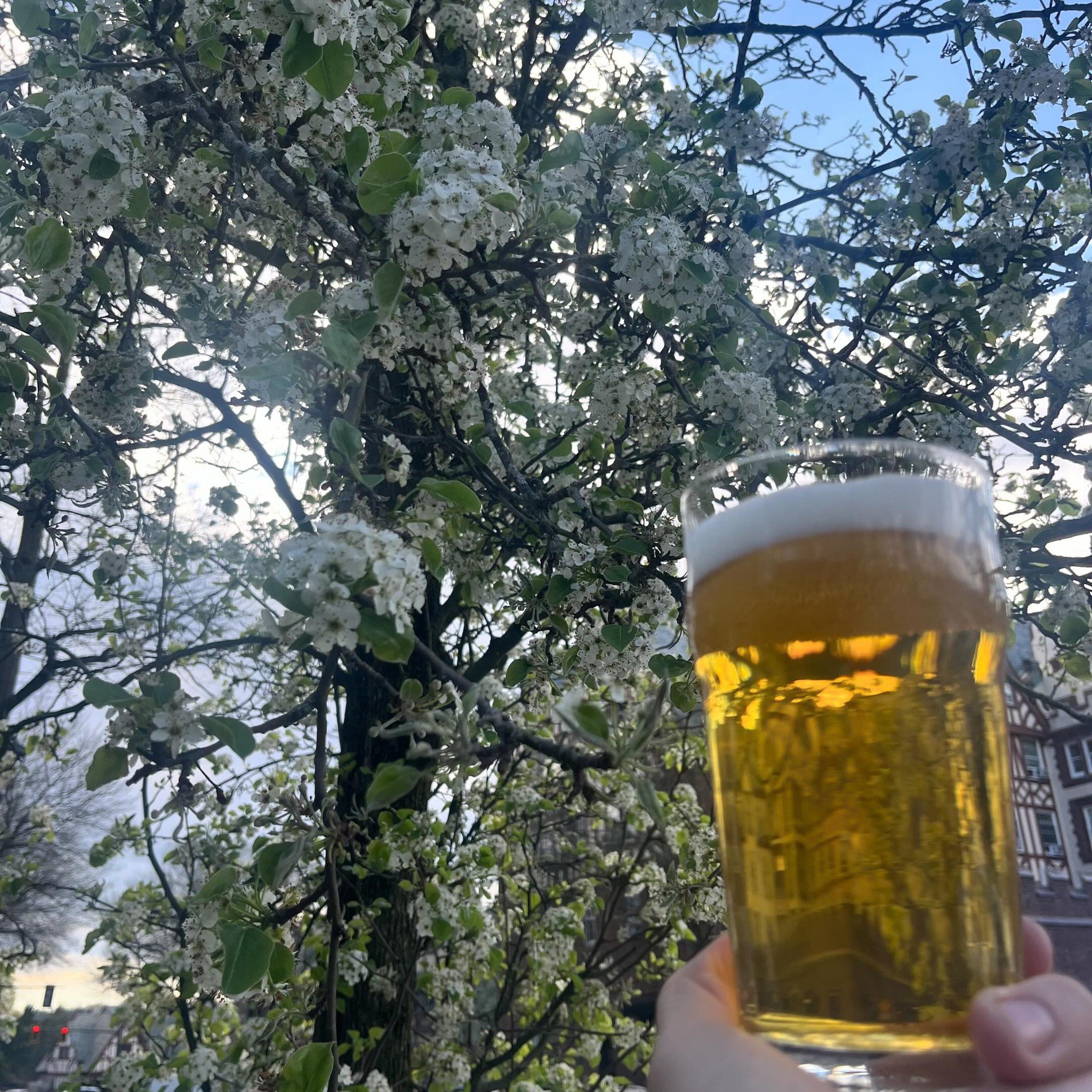 Finally a nice Spring day! Although with how the weather's been lately, this will be over soon. All the more reason to get over here for a beer or 2 to celebrate this lovely Monday. Cheers
.
.
.
#simcoe #simcoebeerbar #craftbeer #goodbeer #drinkbeer 