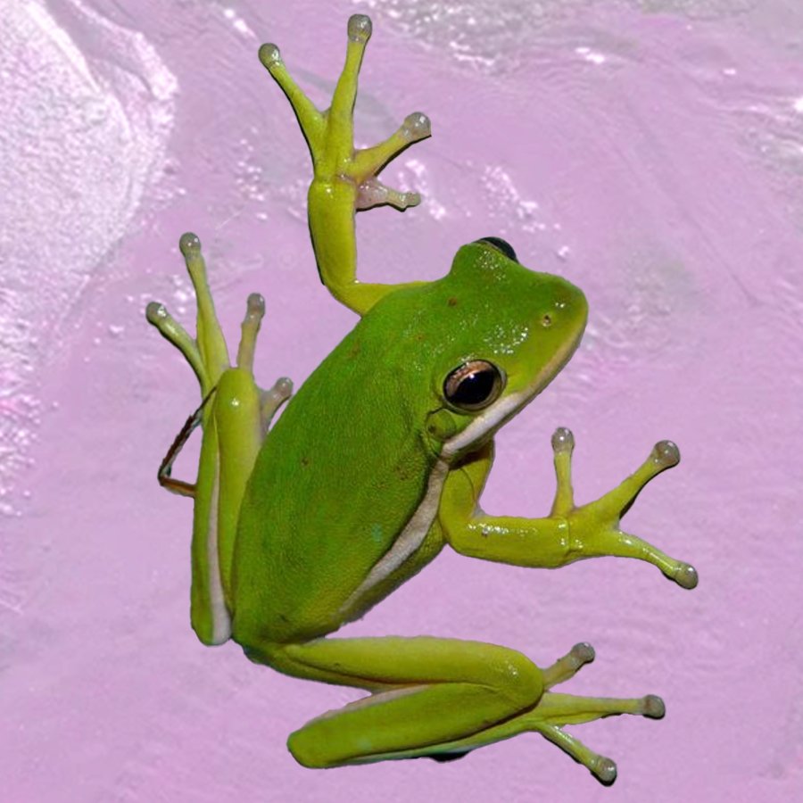 Amphibian Chair (coming soon)