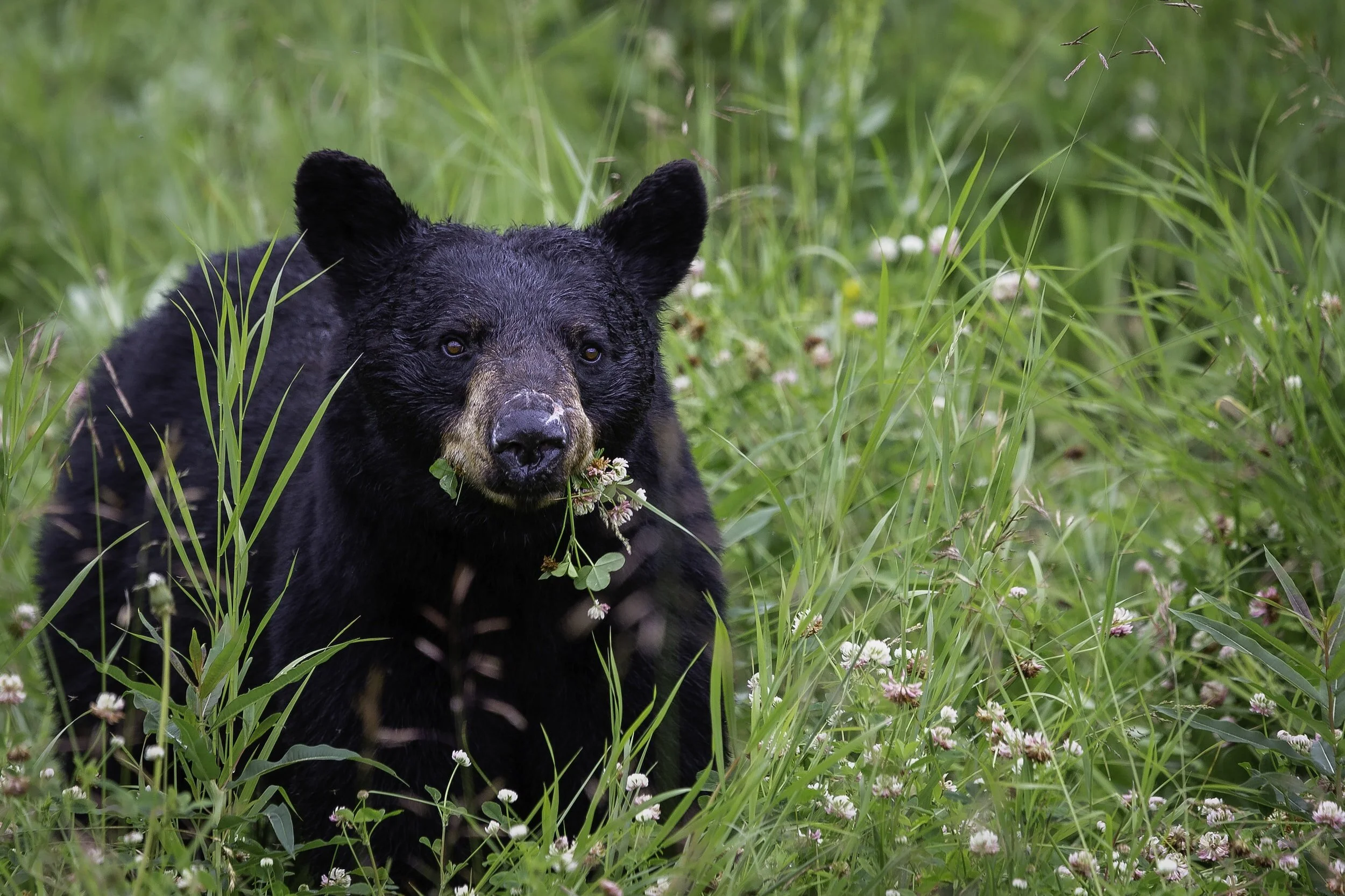 Black bear in a grassy field eating clover flowers.